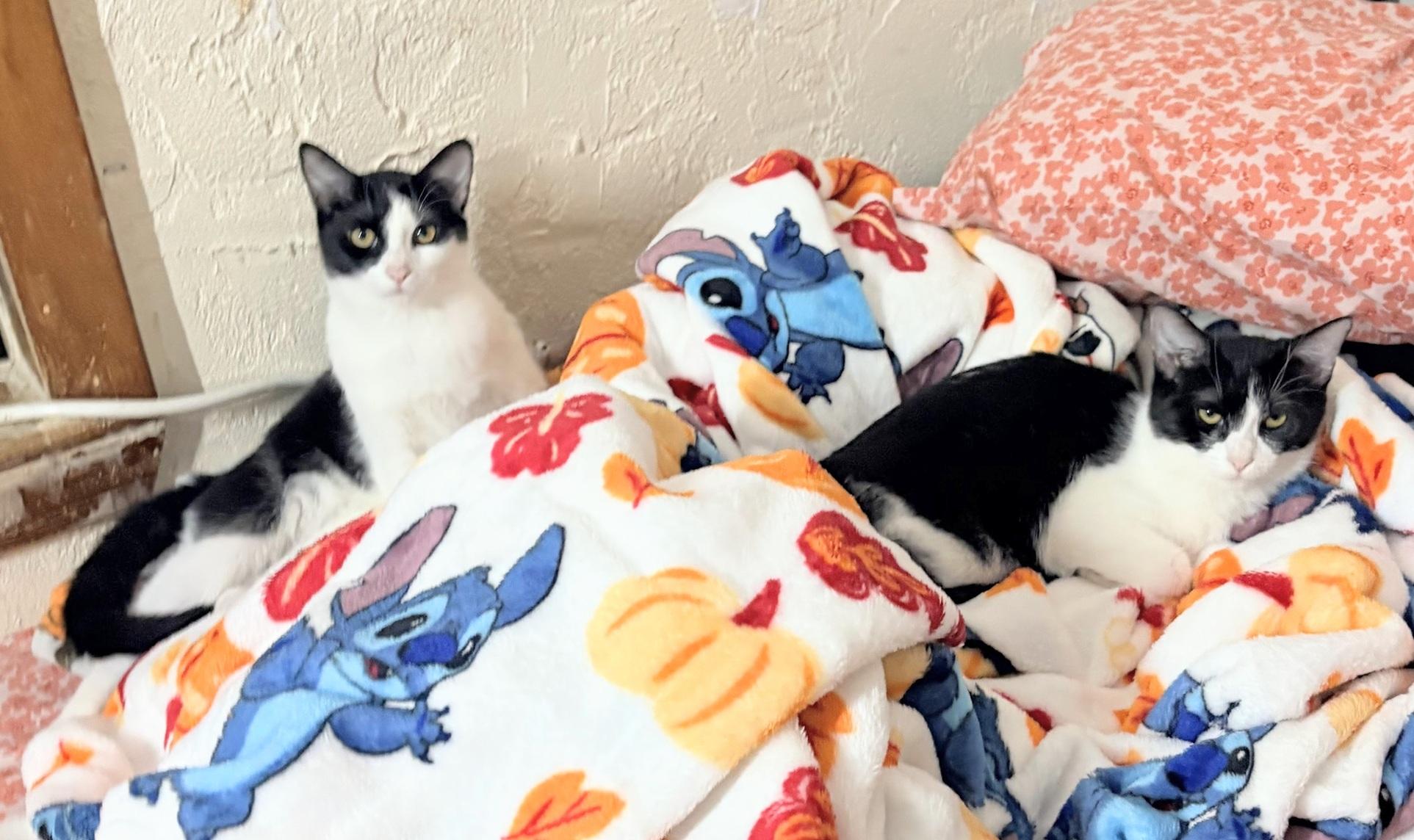 Checkers and Dapple (bonded sister kittens, reduced adoption fee), Adoptable, Kitten Female Domestic Short Hair.