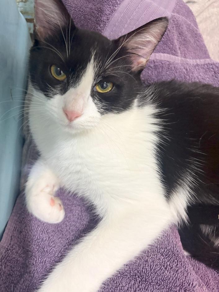 Enlarge Checkers and Dapple (bonded sister kittens, reduced adoption fee), a Adoptable Domestic Short Hair in Melrose, MA image 6/6