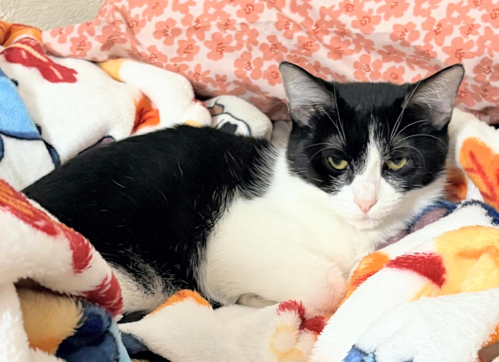 Enlarge Checkers and Dapple (bonded sister kittens, reduced adoption fee), a Adoptable Domestic Short Hair in Melrose, MA image 5/6