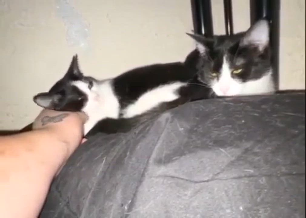 Enlarge Checkers and Dapple (bonded sister kittens, reduced adoption fee), a Adoptable Domestic Short Hair in Melrose, MA video 2/6