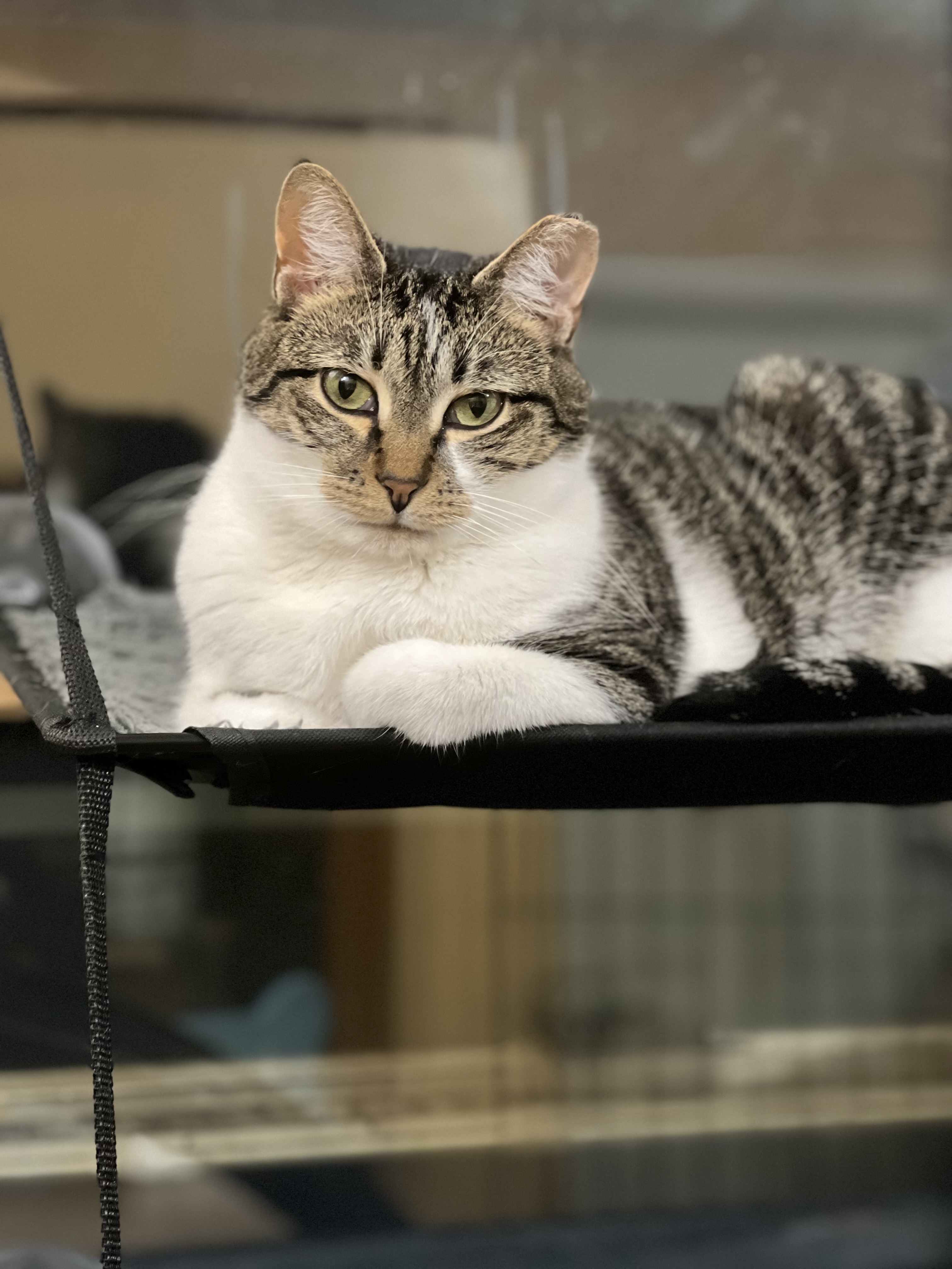 Bodhi, a Adoptable Domestic Short Hair in Syosset, NY image 4/5