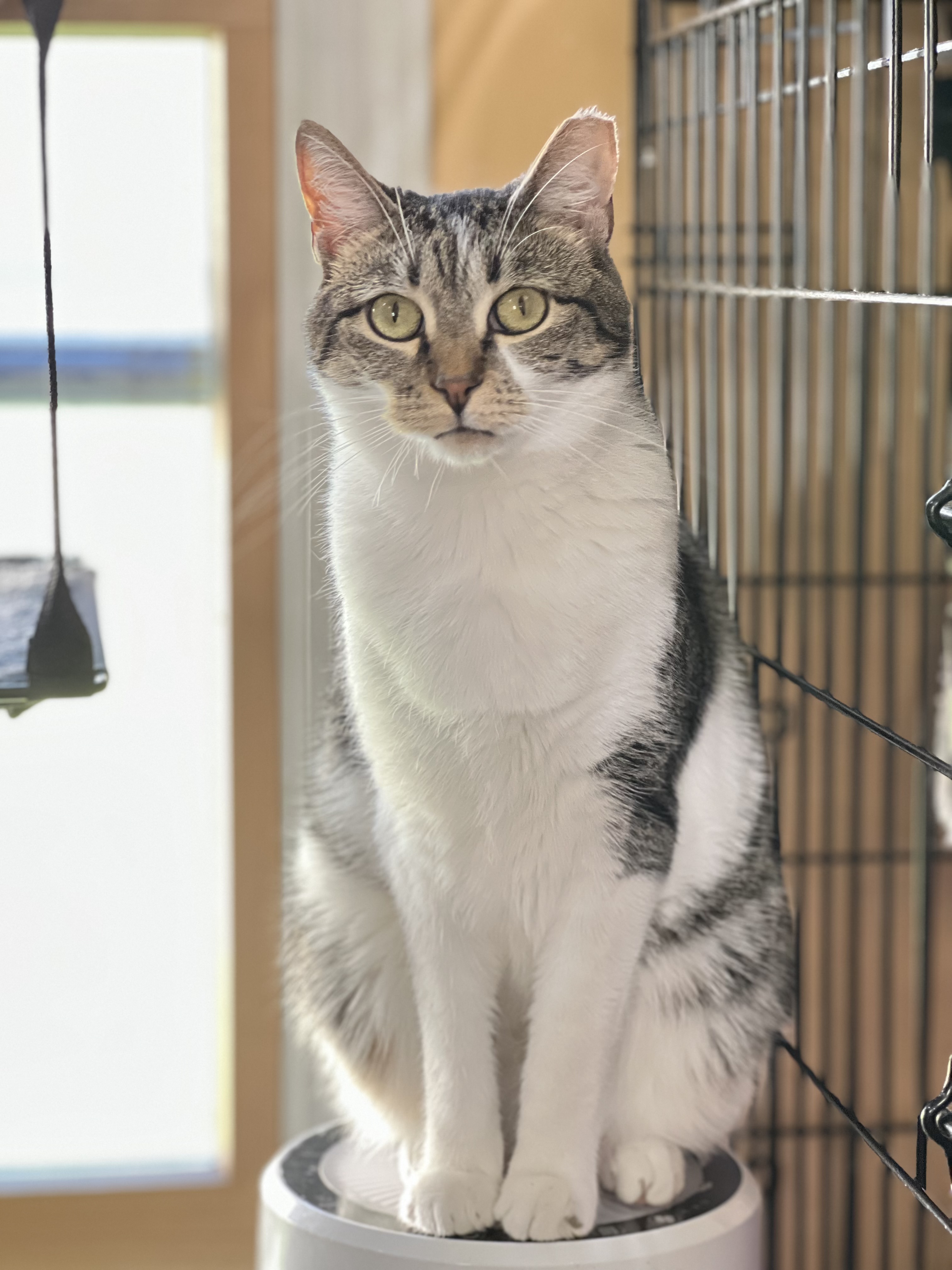 Bodhi, Adult Male Domestic Short Hair
