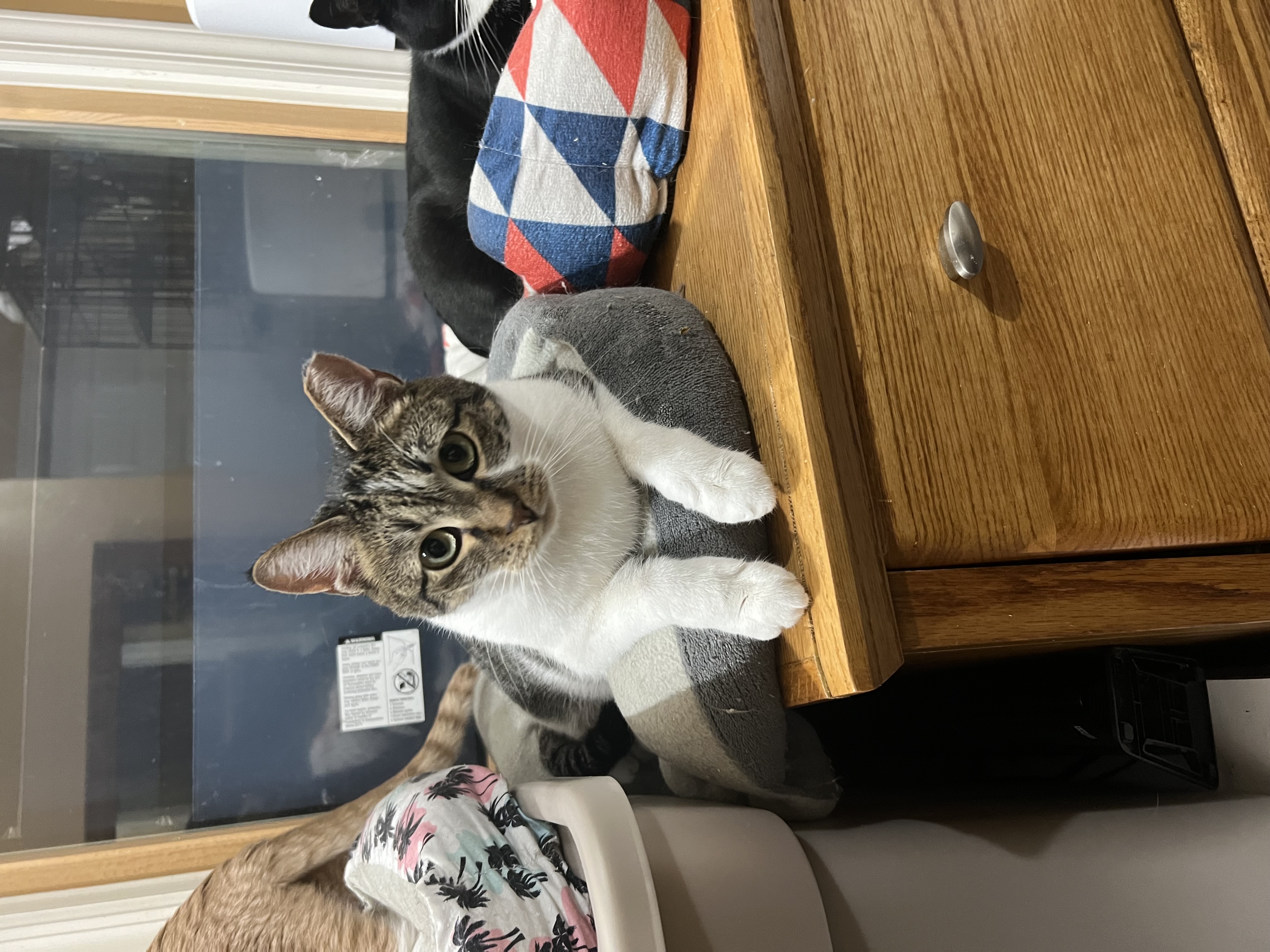 Bodhi, a Adoptable Domestic Short Hair in Syosset, NY image 3/5