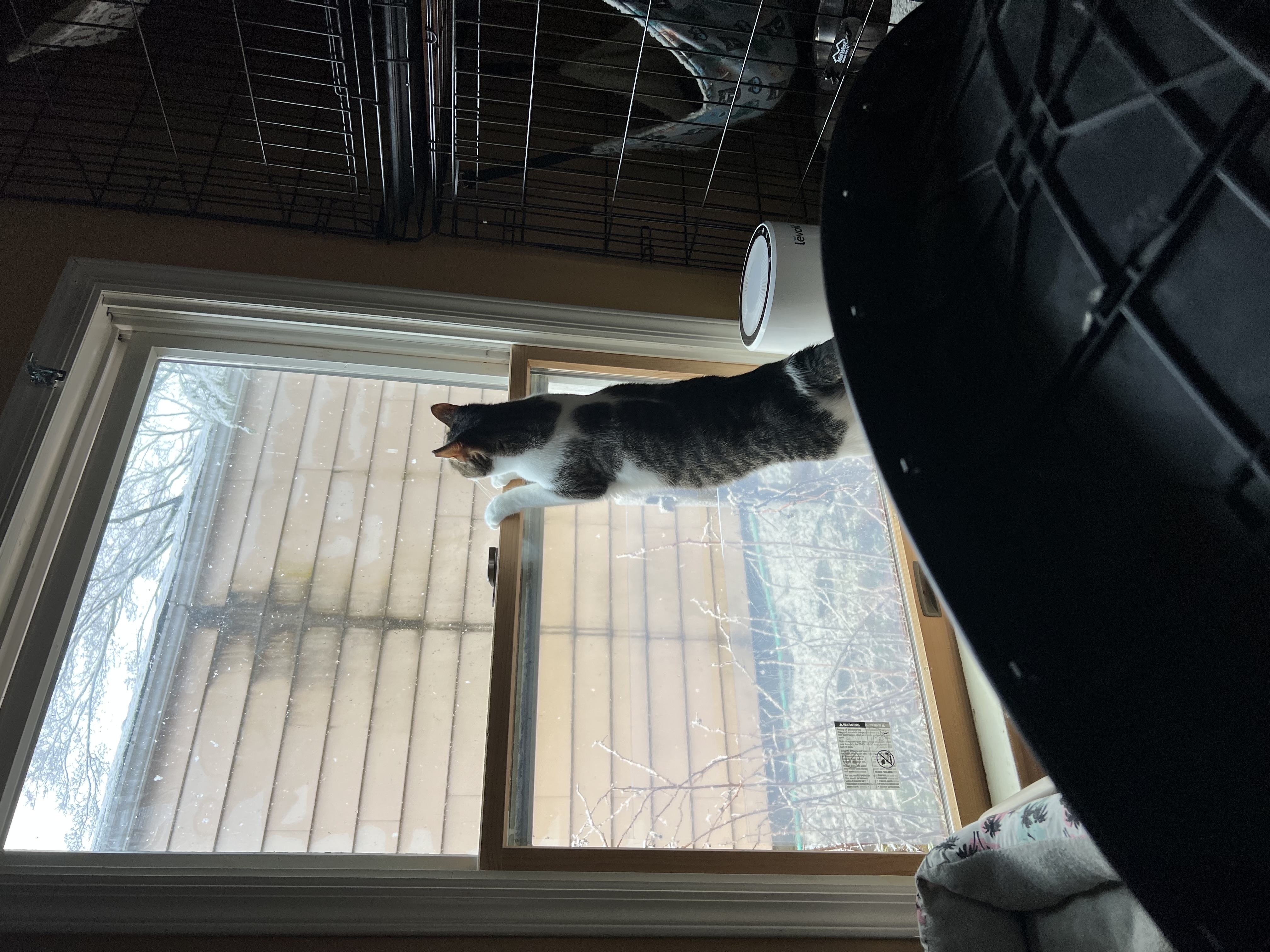 Bodhi, a Adoptable Domestic Short Hair in Syosset, NY image 5/5