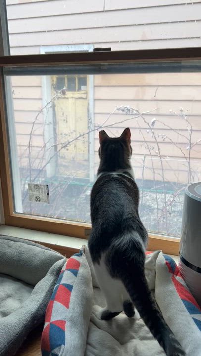 Enlarge Bodhi, a Adoptable Domestic Short Hair in Syosset, NY video 2/5