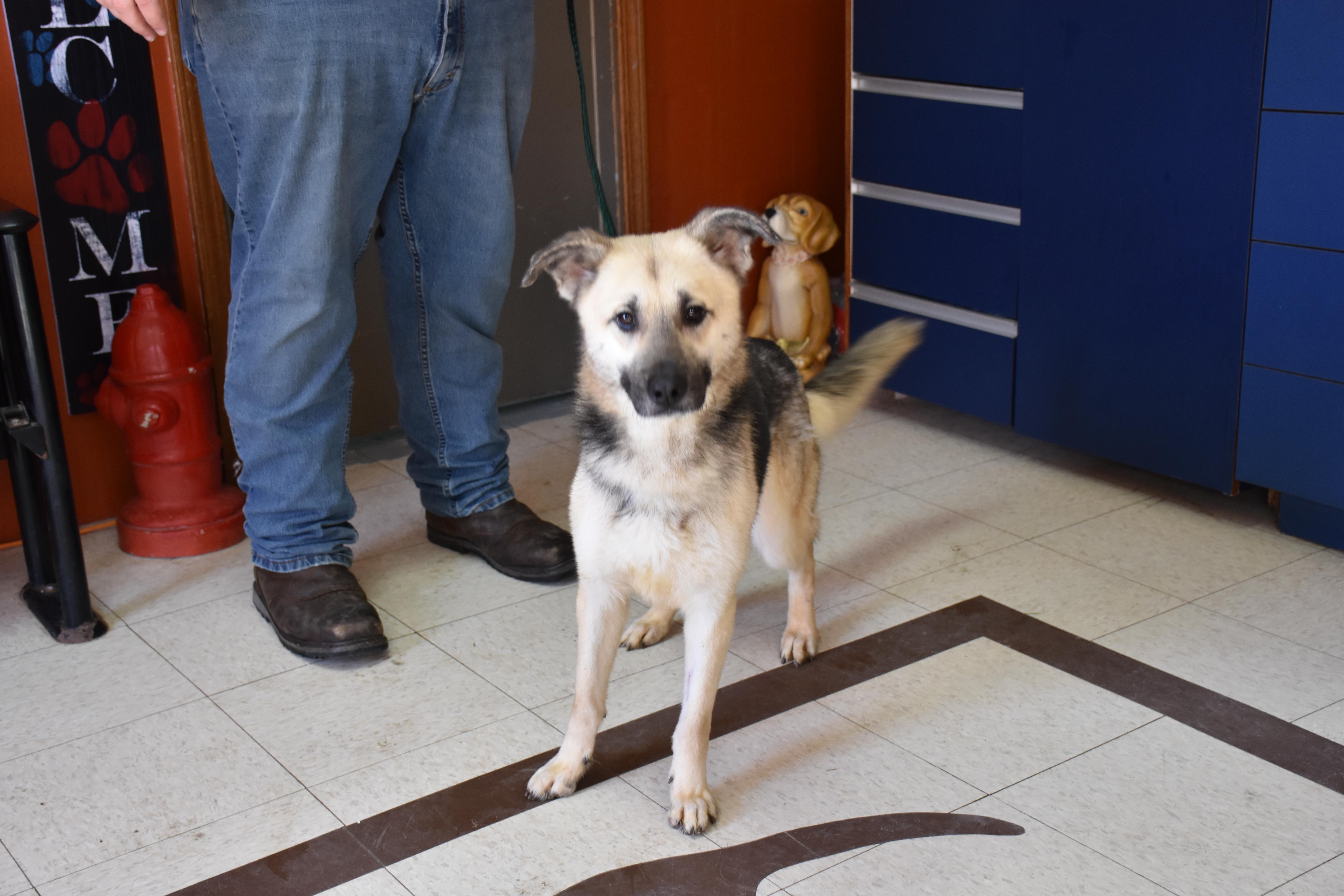 Tippy, ADOPTABLE, Adult Female German Shepherd Dog.