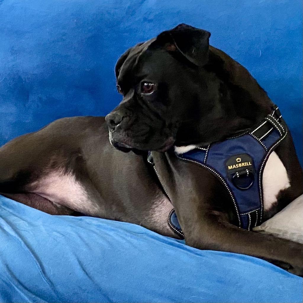 Lieve Boxer Dog