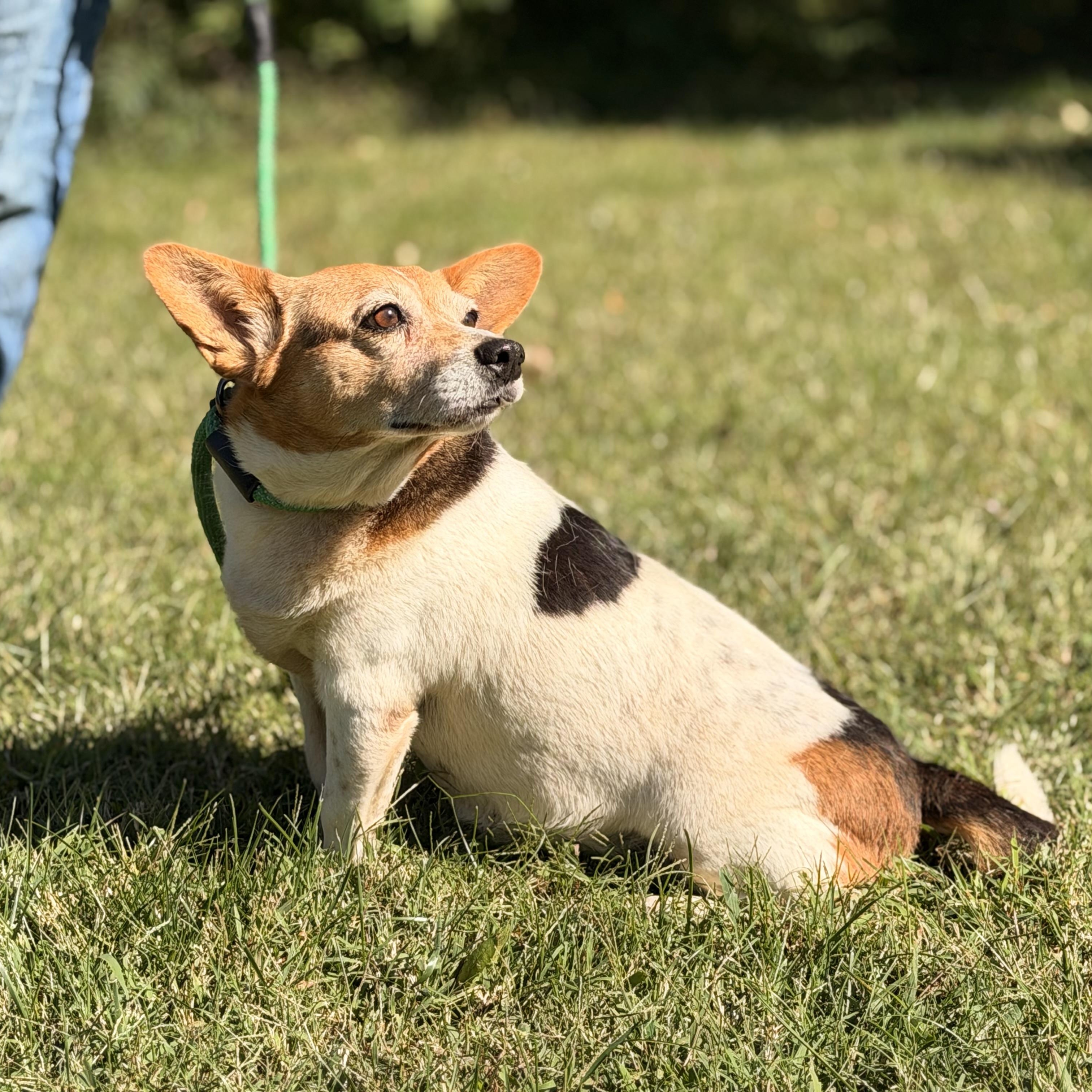 Enlarge Elaroo, a Adoptable mixed breed in Richmond, VA image 2/6