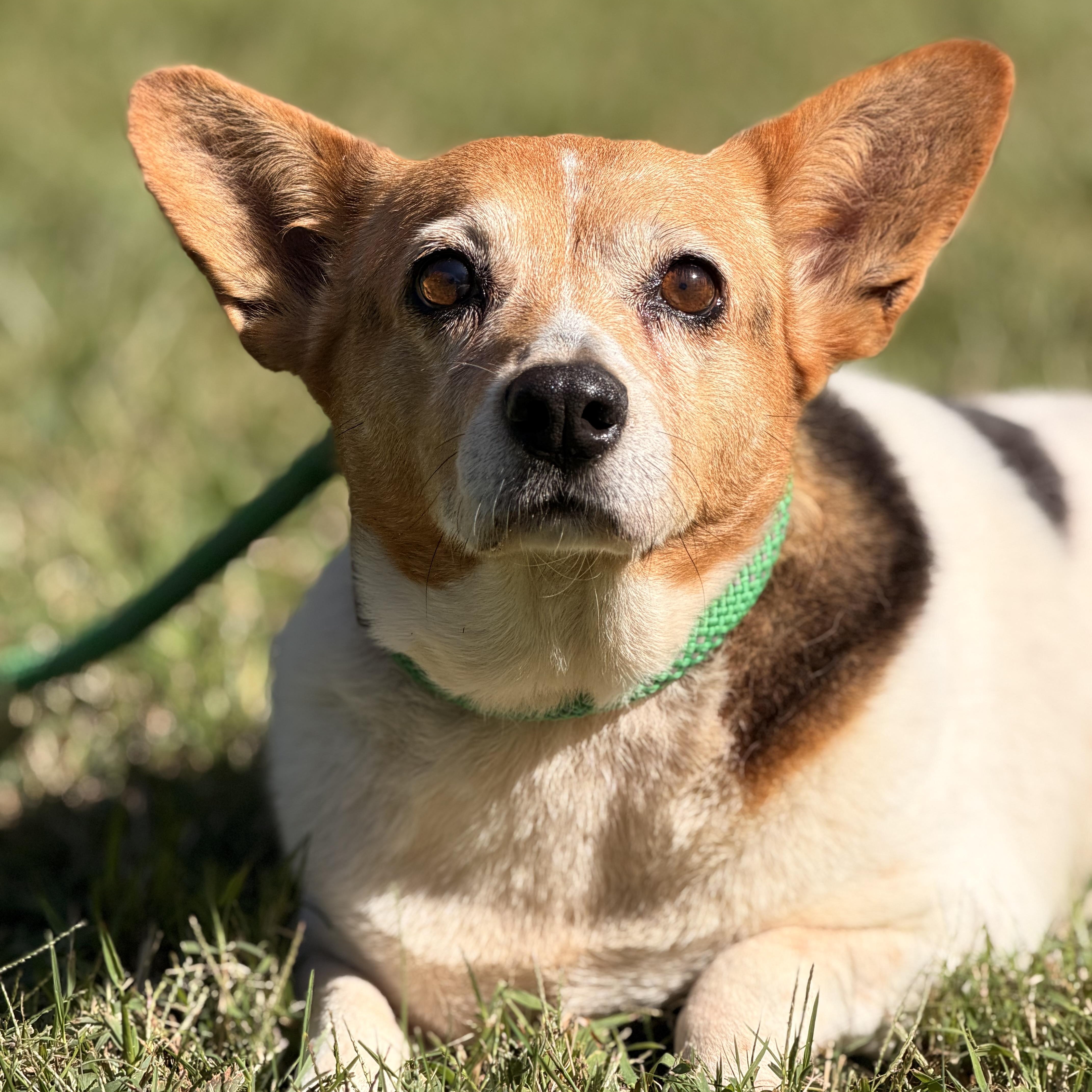 Enlarge Elaroo, a Adoptable mixed breed in Richmond, VA image 3/6