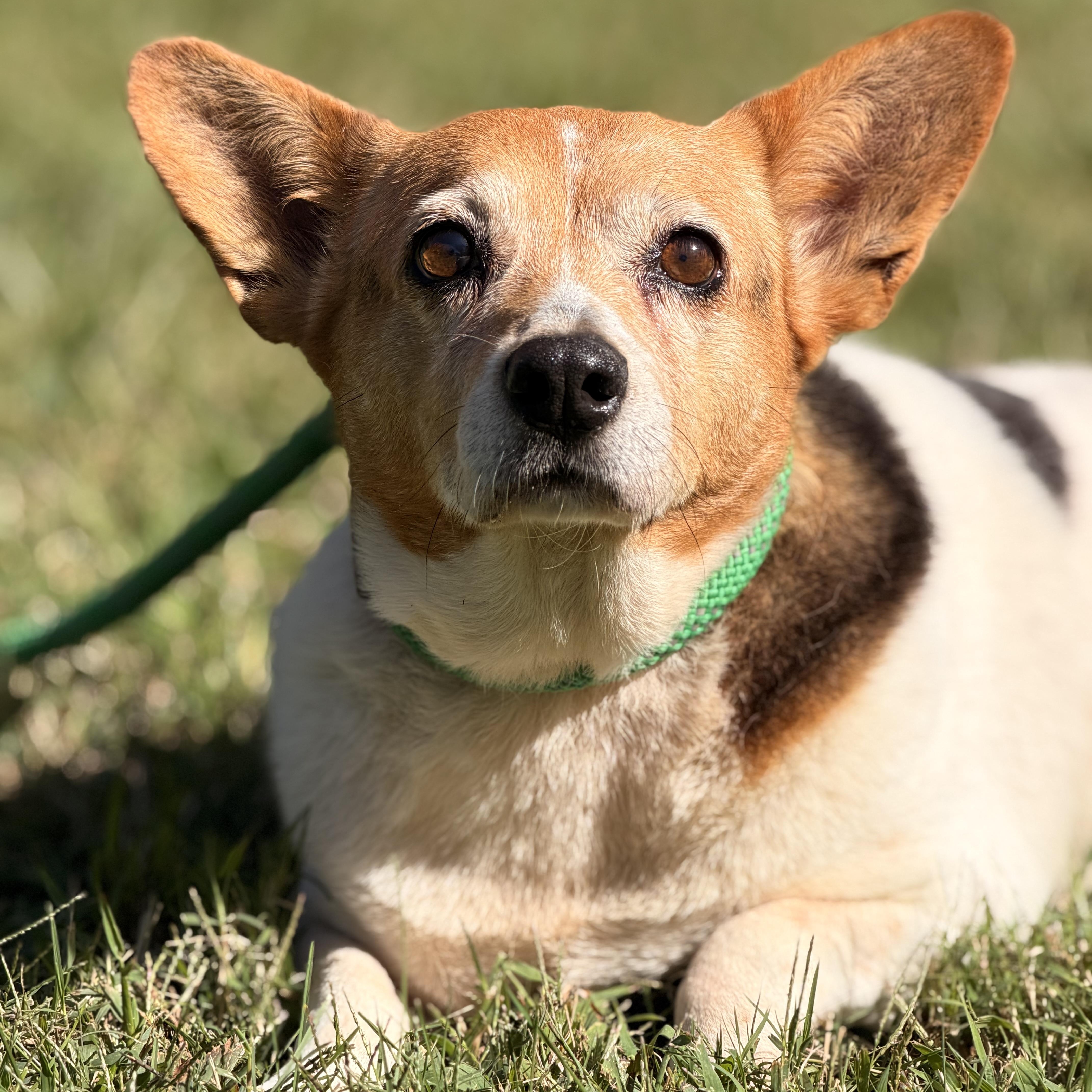 Elaroo, Adoptable, Adult Female Corgi & Jack Russell Terrier.