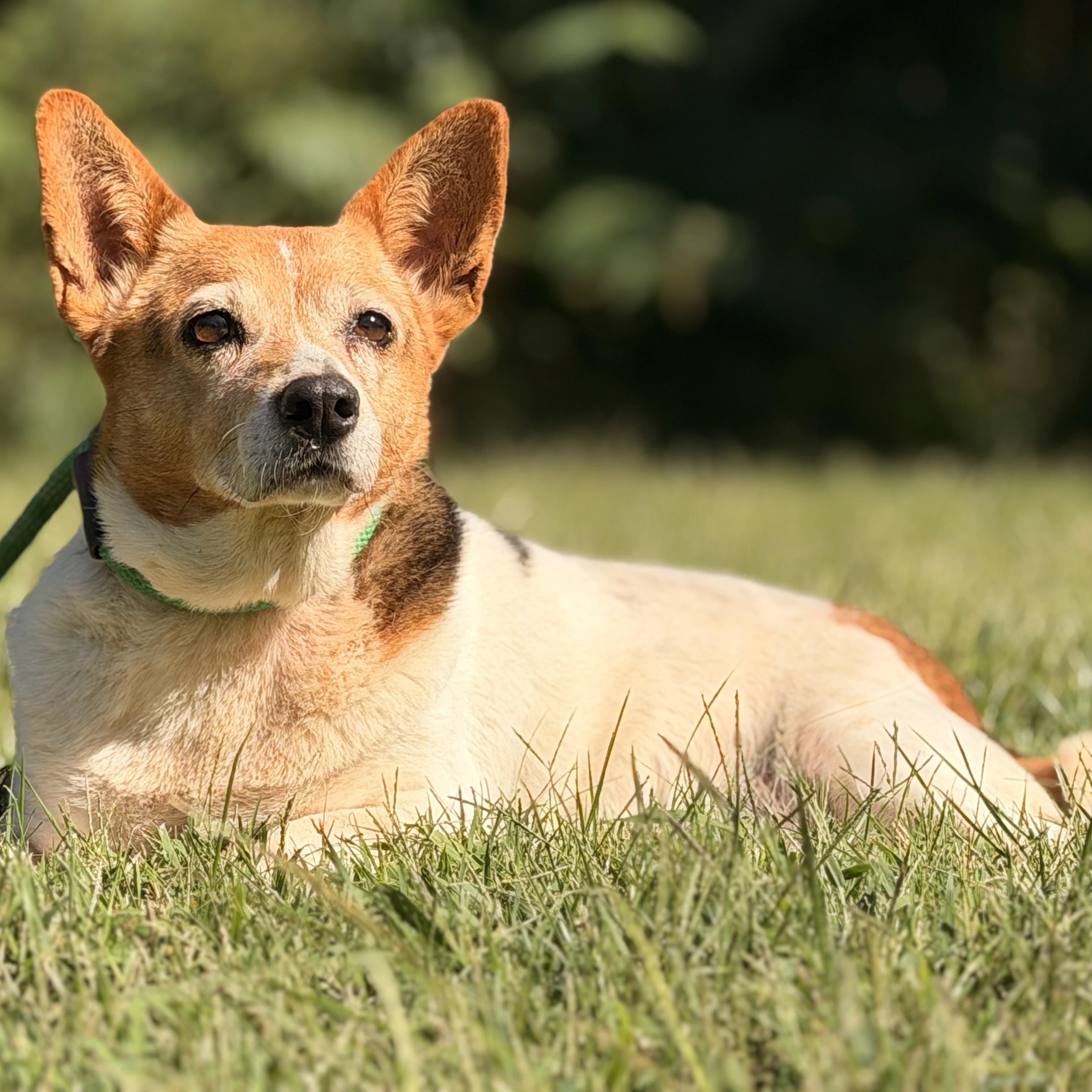 Enlarge Elaroo, a Adoptable mixed breed in Richmond, VA image 6/6