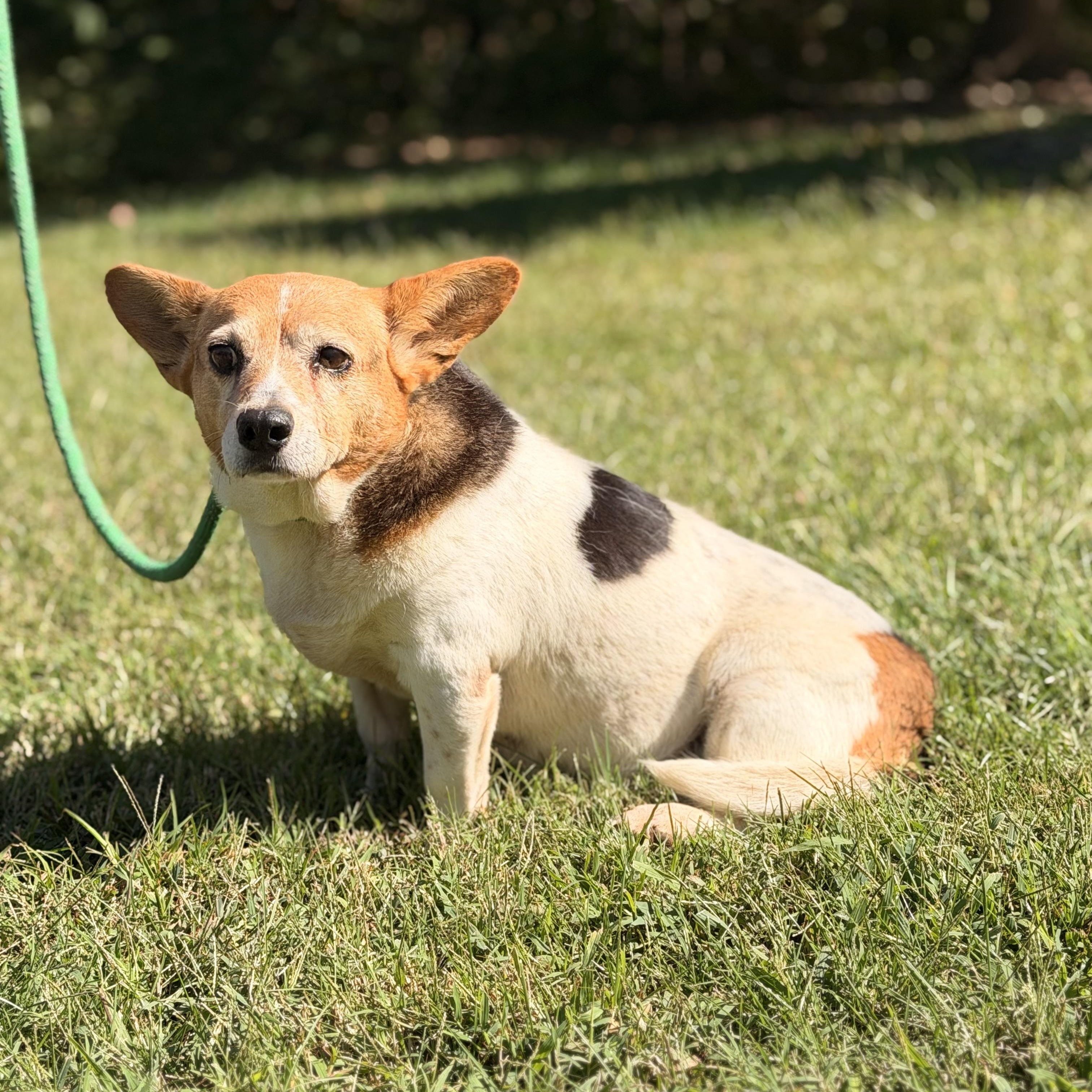 Enlarge Elaroo, a Adoptable mixed breed in Richmond, VA image 5/6