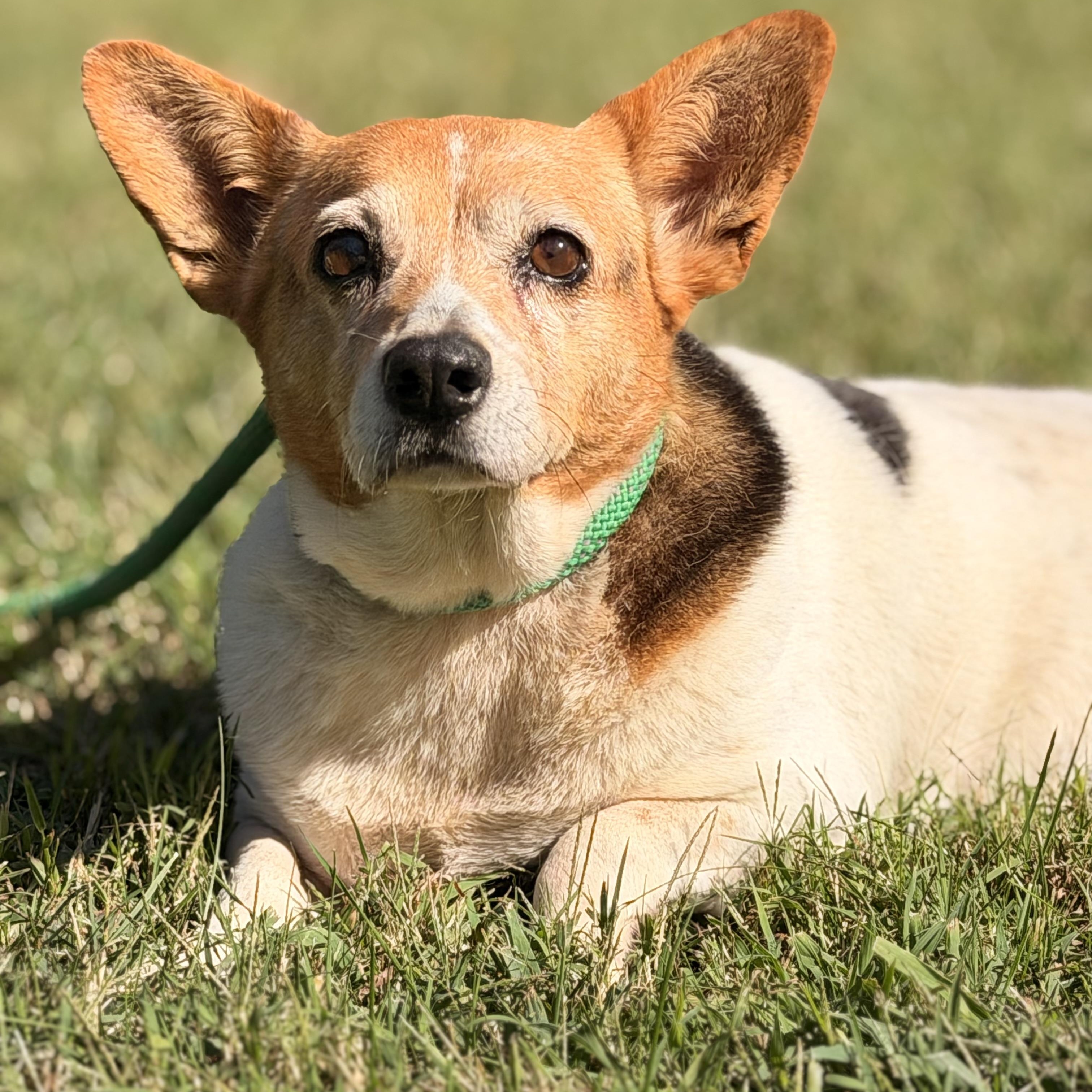 Enlarge Elaroo, a Adoptable mixed breed in Richmond, VA image 4/6