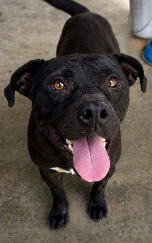 Enlarge Mary, a Adoptable Pit Bull Terrier in Swainsboro, GA image 1/1