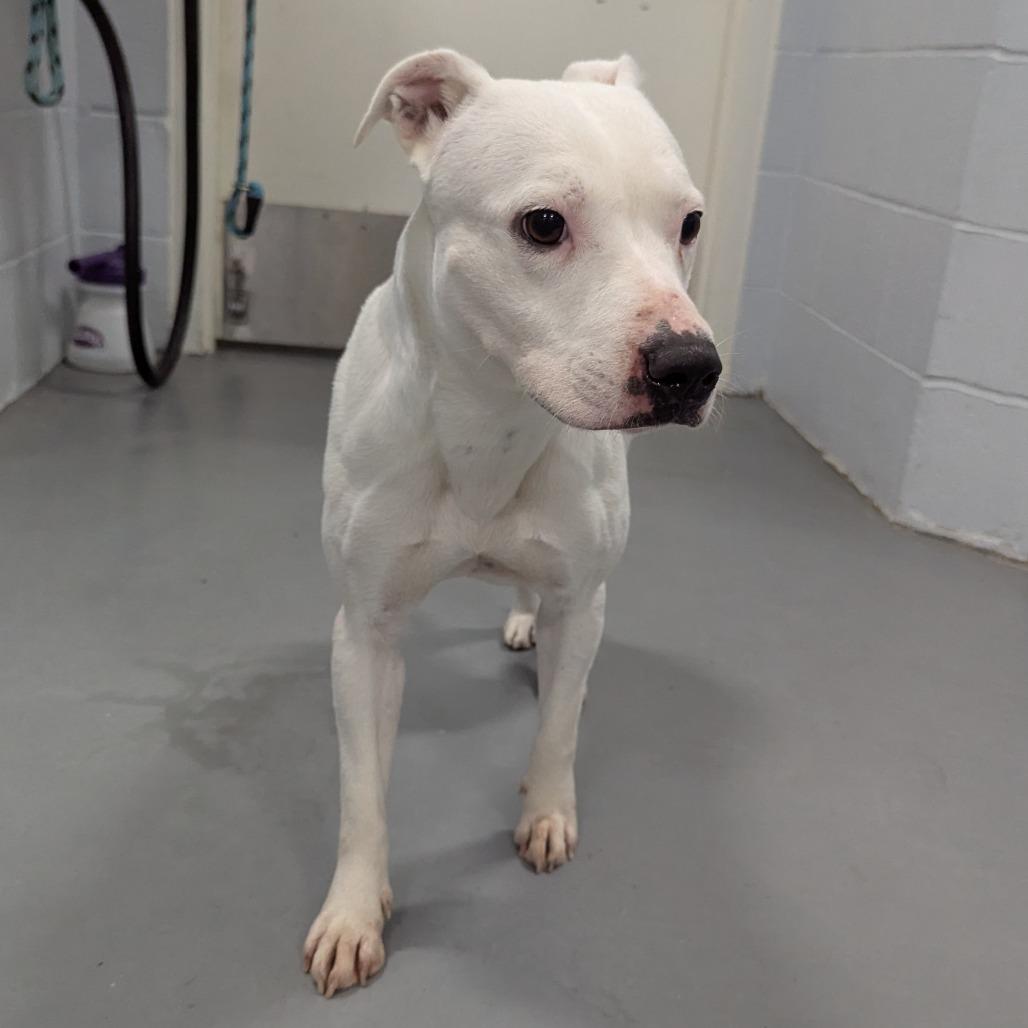 Penelope, Adoptable, Adult Female Mixed Breed.