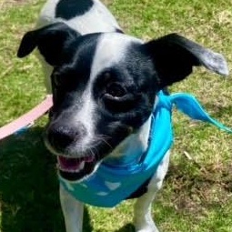 Little Boy *Courtesy Post*