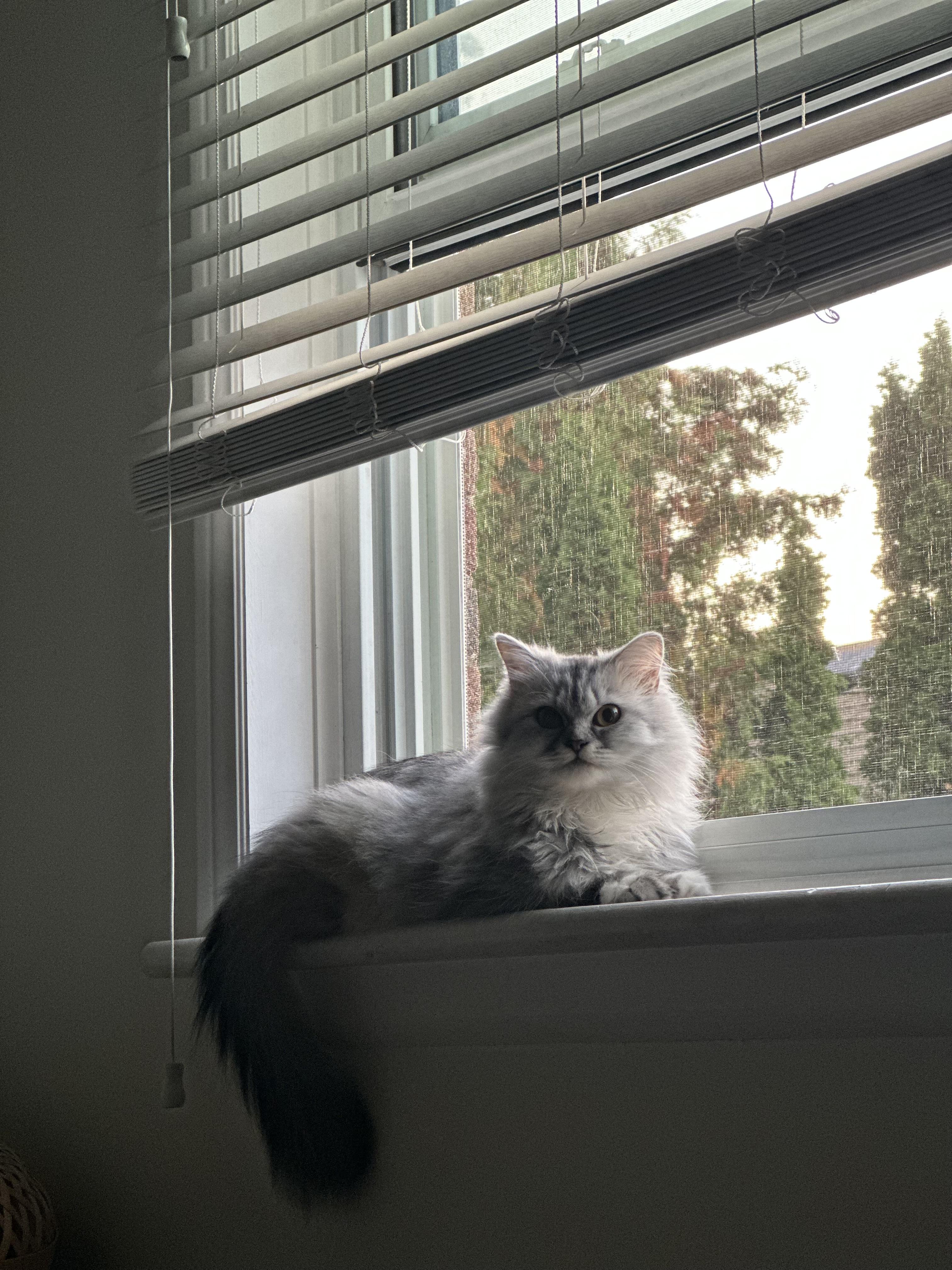 Tiffany, an adoptable Siberian, Persian in Brampton, ON, L6P 2E9 | Photo Image 5