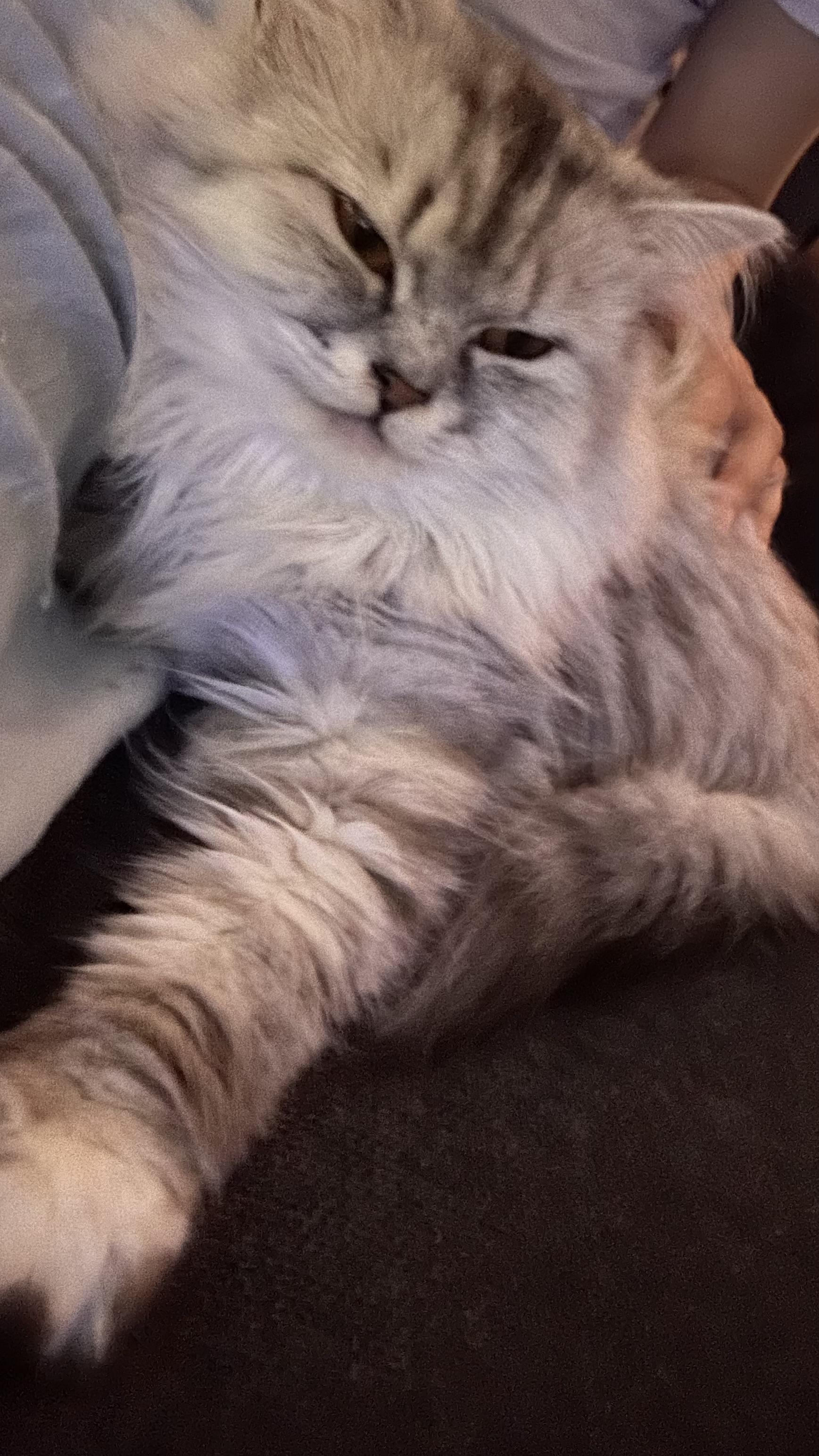Tiffany, an adoptable Siberian, Persian in Brampton, ON, L6P 2E9 | Photo Image 4