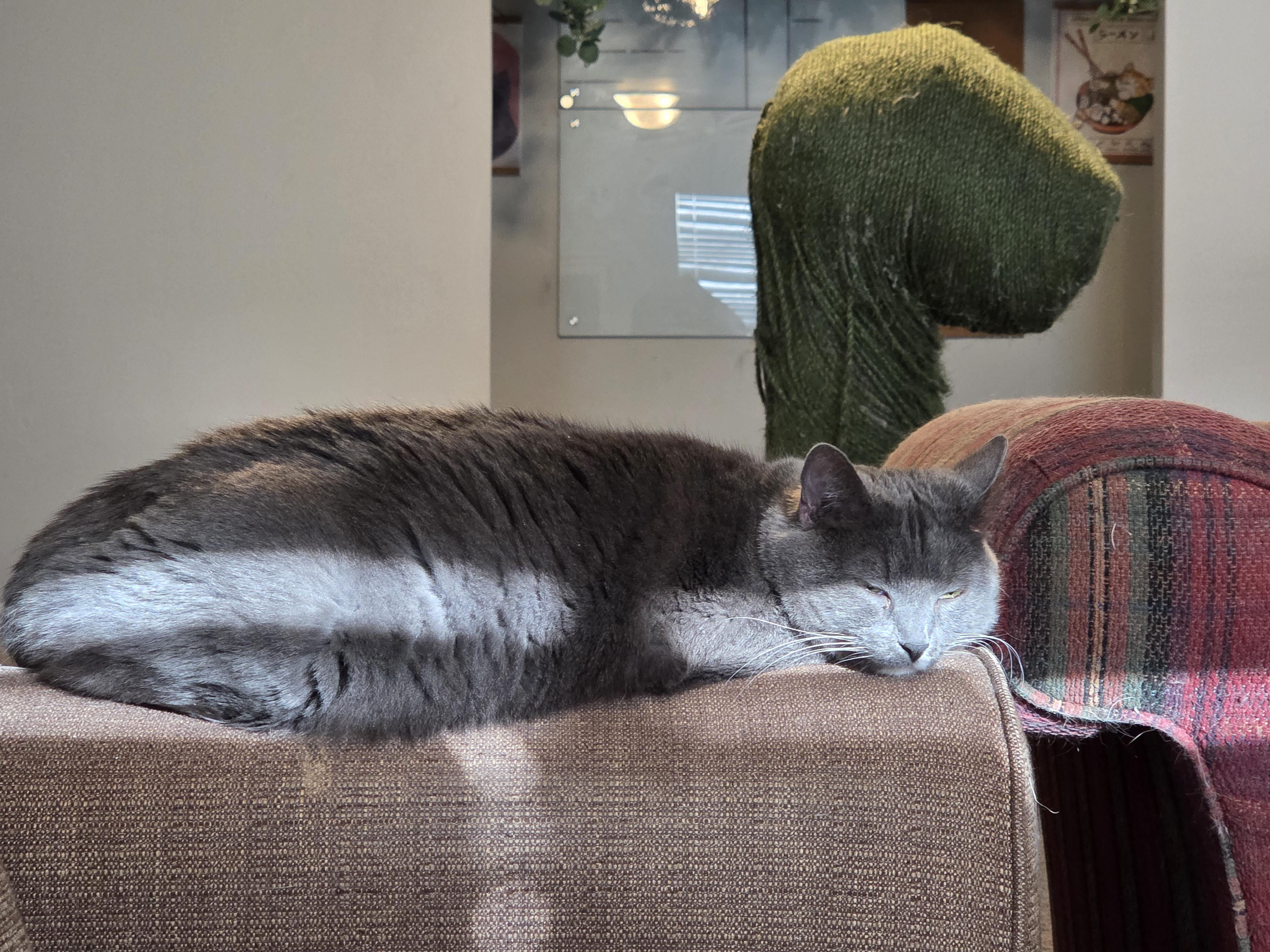 Enlarge Jujube, a Adoptable American Shorthair in North Ogden, UT image 1/5