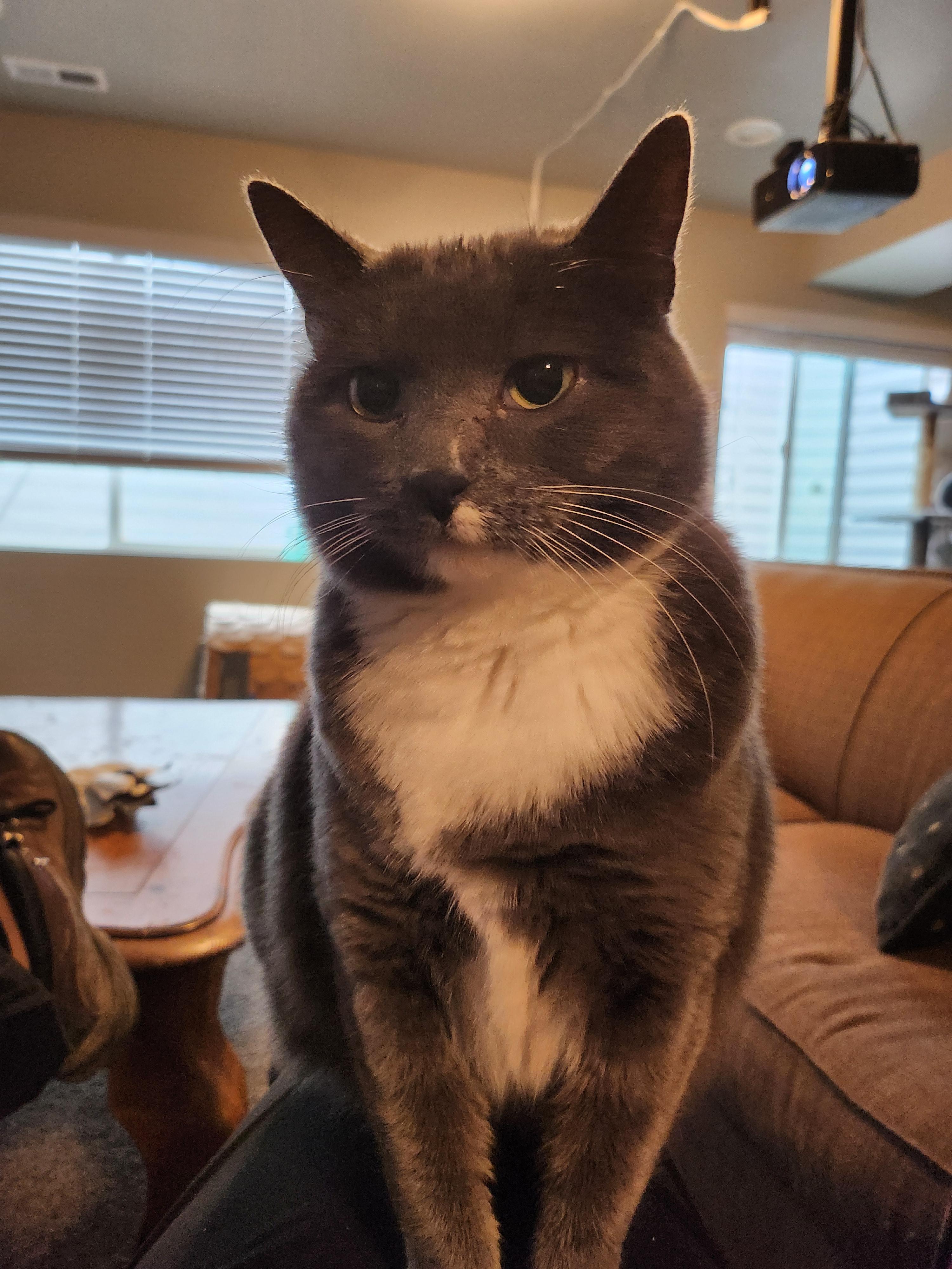 Enlarge Jujube, a Adoptable American Shorthair in North Ogden, UT image 3/5