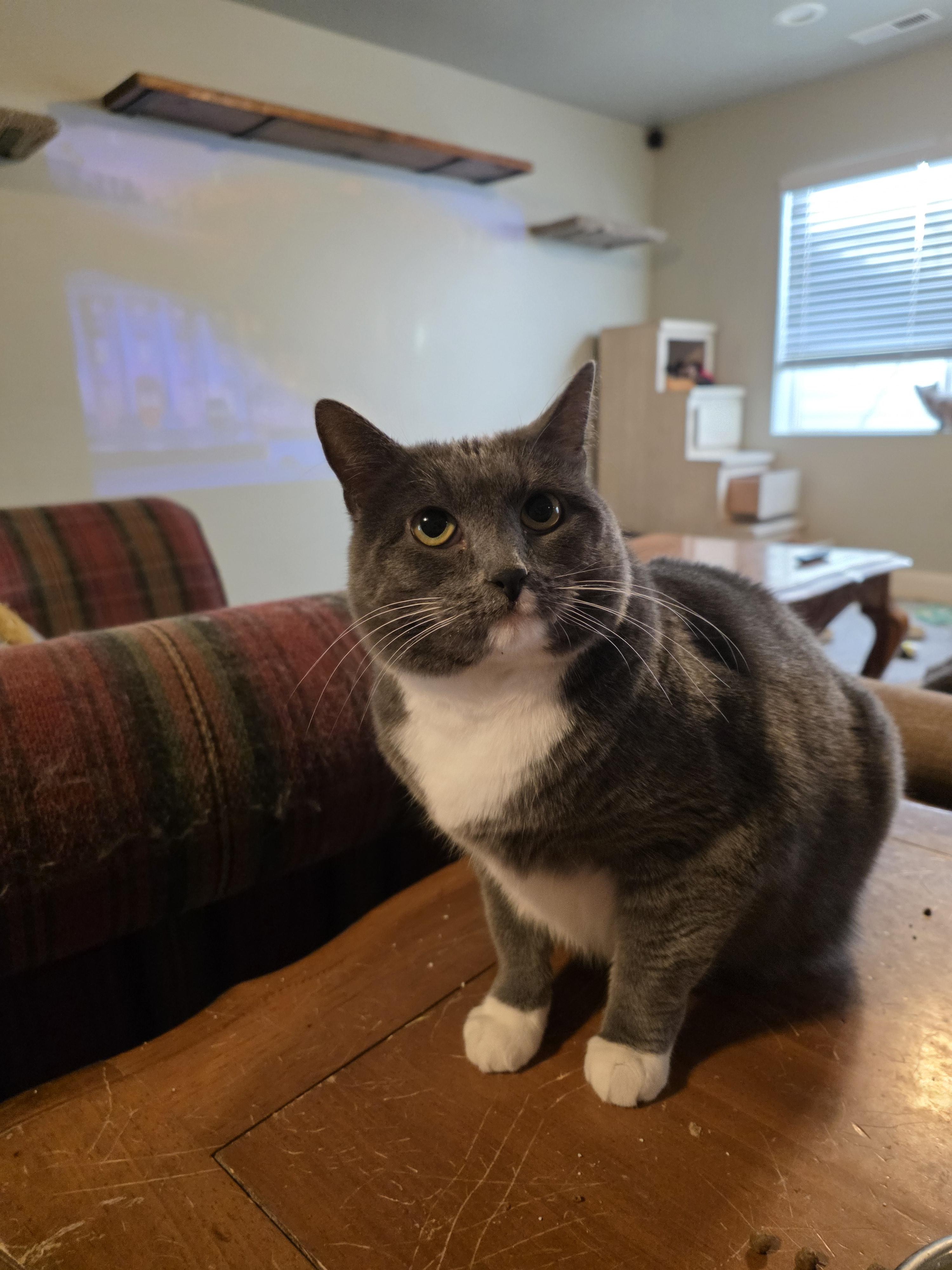 Enlarge Jujube, a Adoptable American Shorthair in North Ogden, UT image 4/5