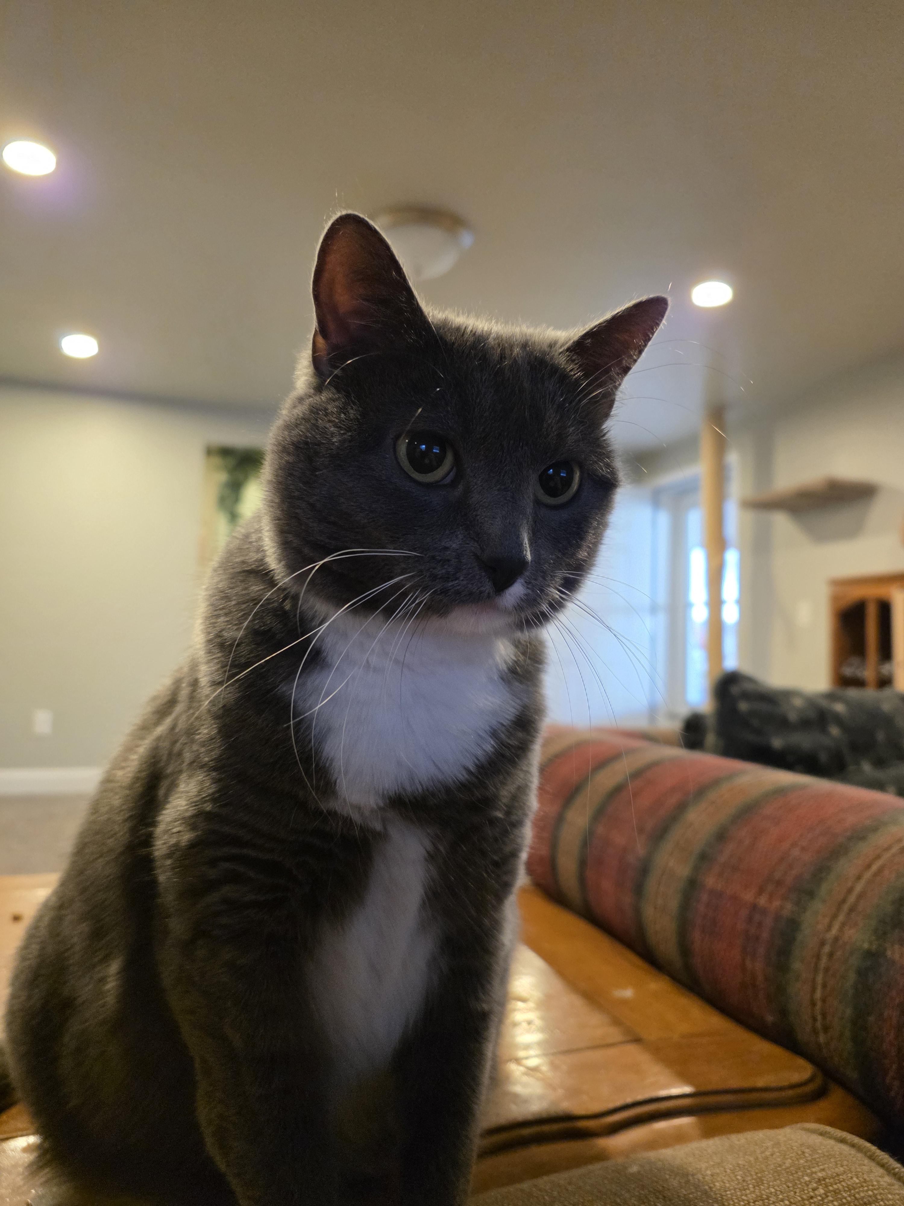 Enlarge Jujube, a Adoptable American Shorthair in North Ogden, UT image 5/5