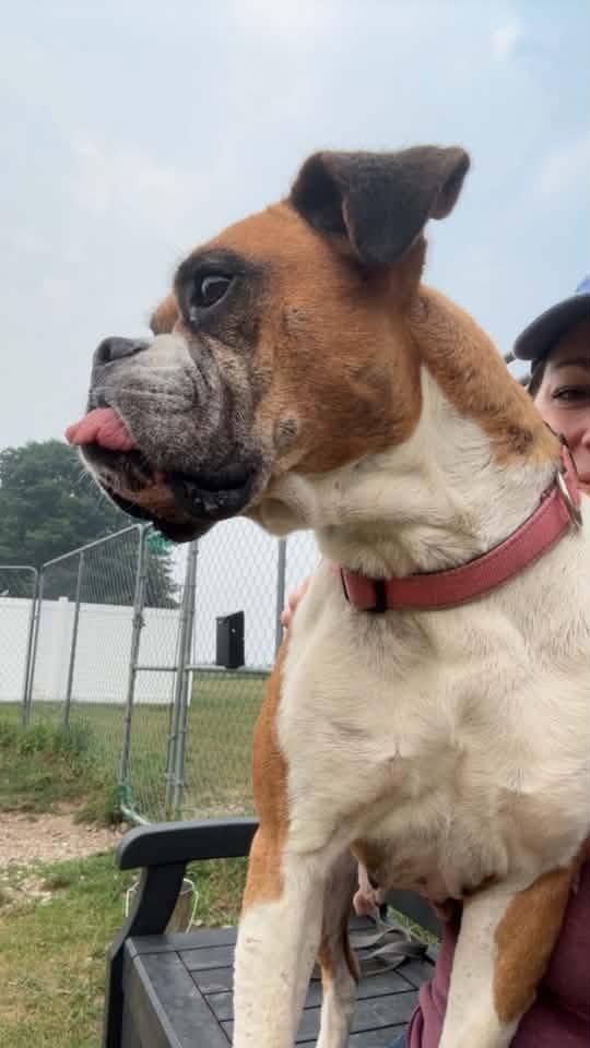 Lady, a ADOPTABLE Boxer in Shelby, MI image 2/3