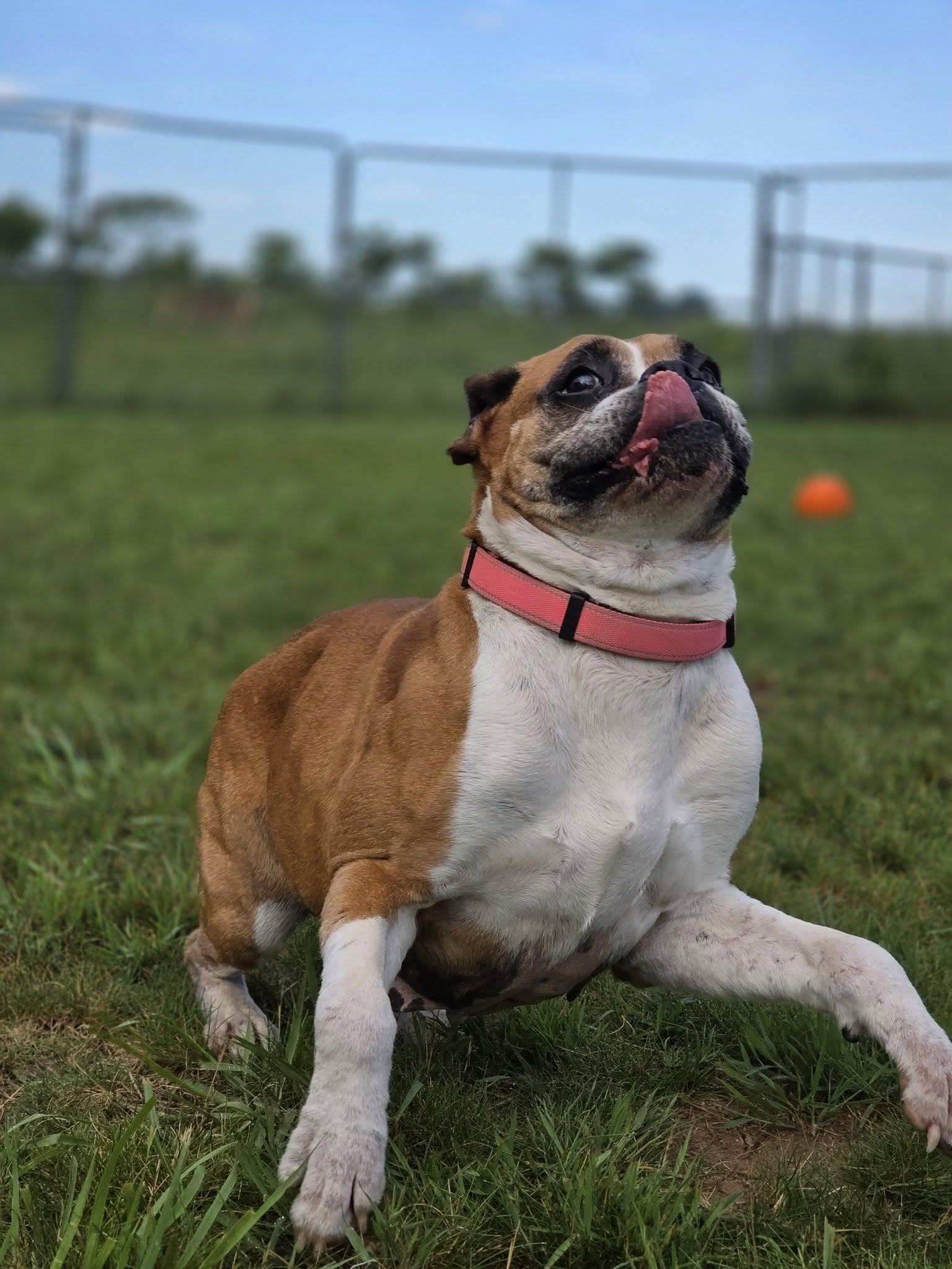 Lady, a ADOPTABLE Boxer in Shelby, MI image 3/3