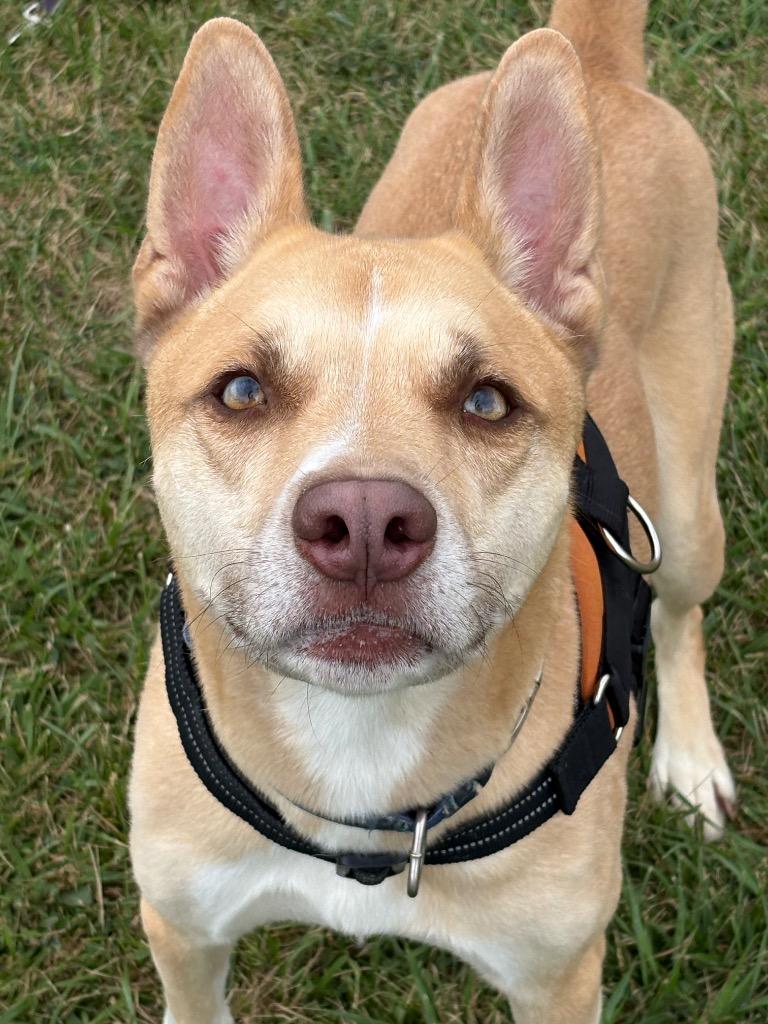 Baxter, Adoptable, Young Male Mixed Breed.