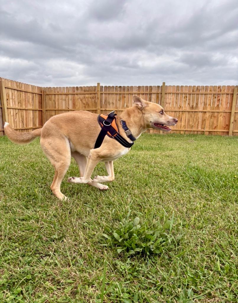 Enlarge Baxter, a Adoptable mixed breed in Centralia, IL image 2/4
