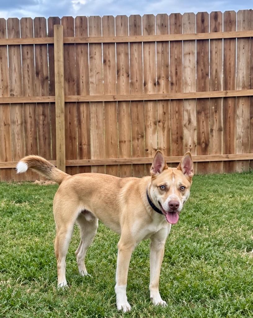 Enlarge Baxter, a Adoptable mixed breed in Centralia, IL image 3/4
