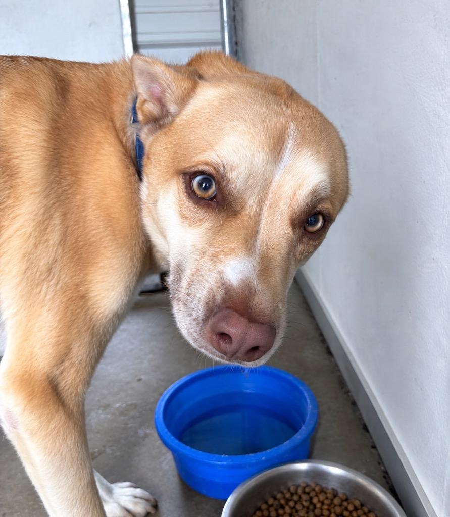 Enlarge Baxter, a Adoptable mixed breed in Centralia, IL image 4/4