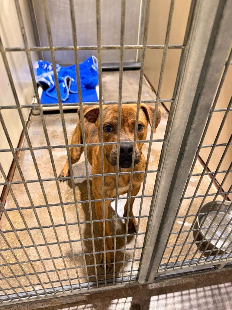 Tyson, a Adoptable mixed breed in Richland Hills, TX image 1/2