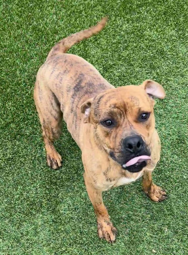 Tyson, a Adoptable mixed breed in Richland Hills, TX image 2/2