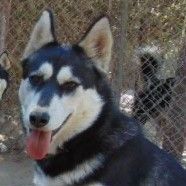 Enlarge Hemp, a Adoptable Siberian Husky image 9/12