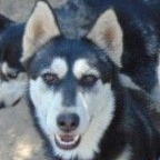 Enlarge Hemp, a Adoptable Siberian Husky image 8/12