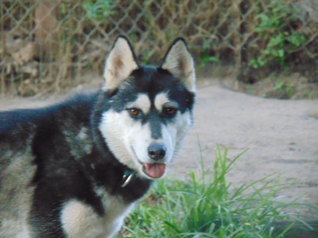 Hemp, a Adoptable Siberian Husky image 1/12