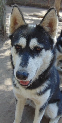 Enlarge Hemp, a Adoptable Siberian Husky image 12/12