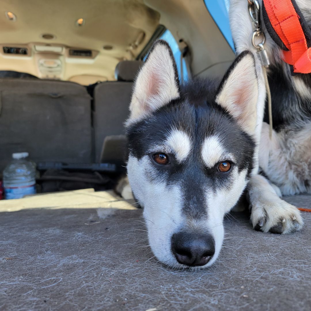 Enlarge Hemp, a Adoptable Siberian Husky image 11/12