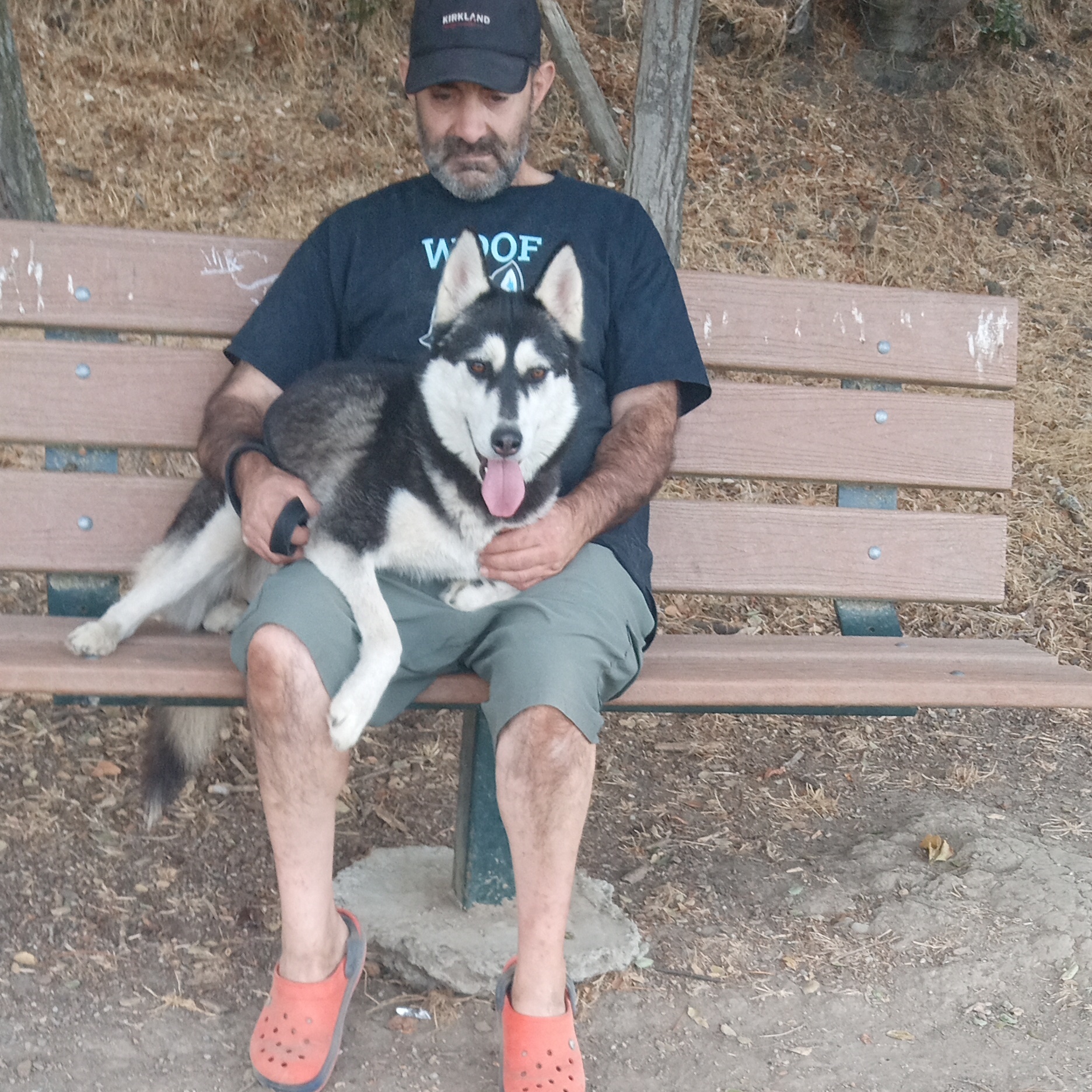 Enlarge Hemp, a Adoptable Siberian Husky image 10/12