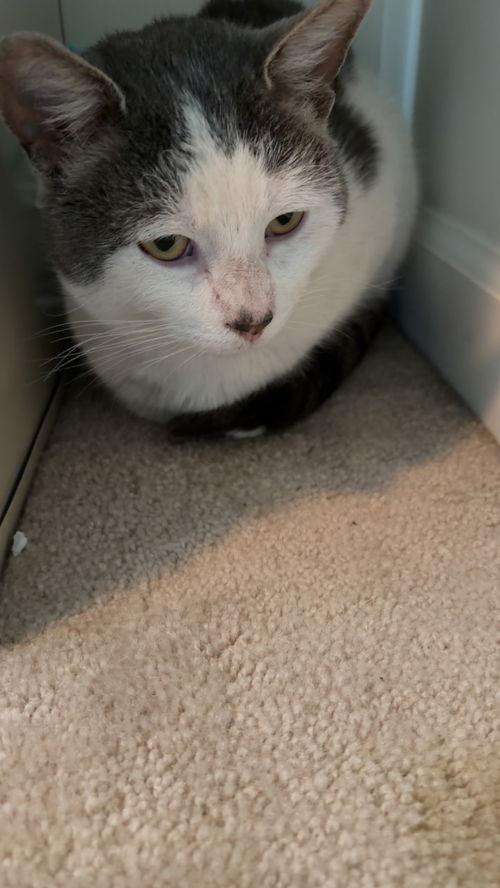 Harley, adopted, Young Male Domestic Short Hair.