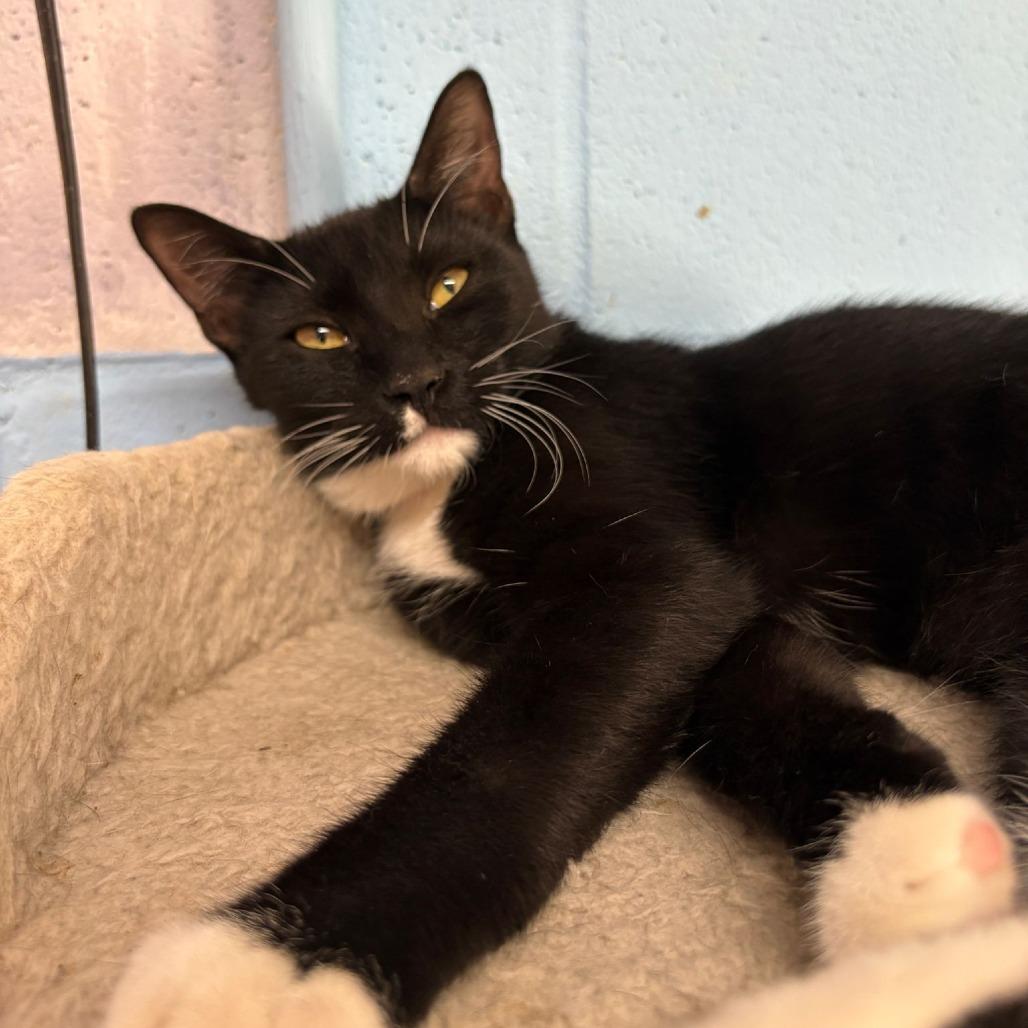 Ruby, Adoptable, Young Female Domestic Short Hair.