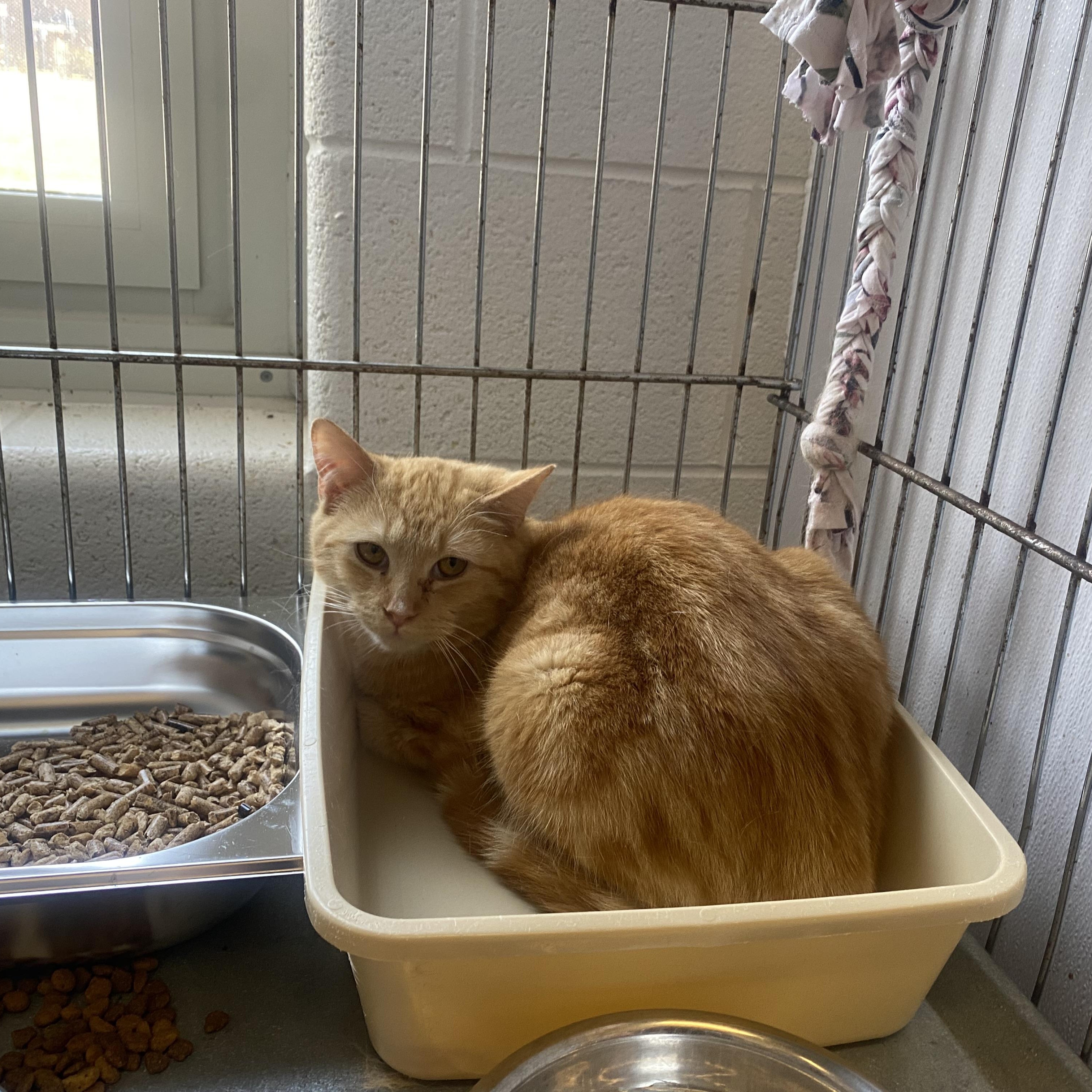 Enlarge Link , a ADOPTABLE Domestic Short Hair in King George, VA image 1/1