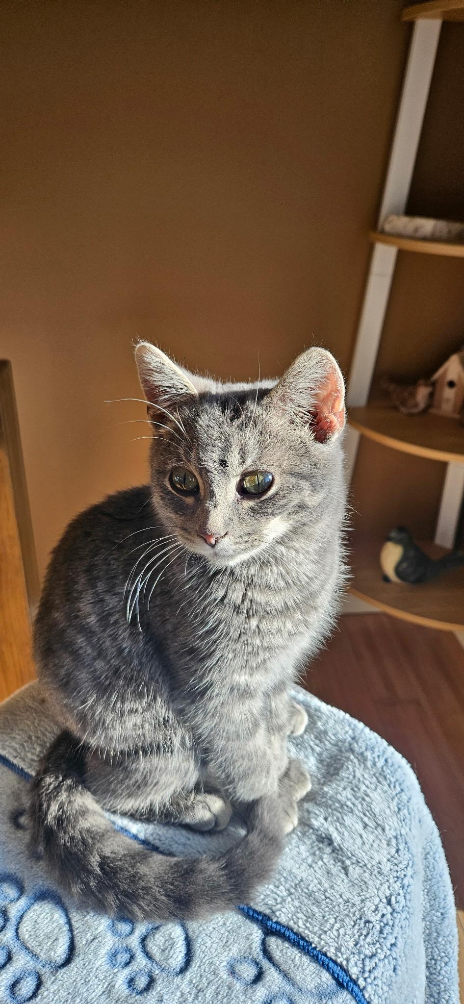 Pepper, Adoptable, Kitten Male Domestic Short Hair.