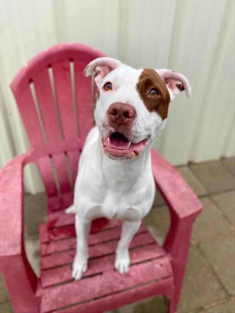 Shelbi, Adoptable, Young Female Mixed Breed & Pointer.