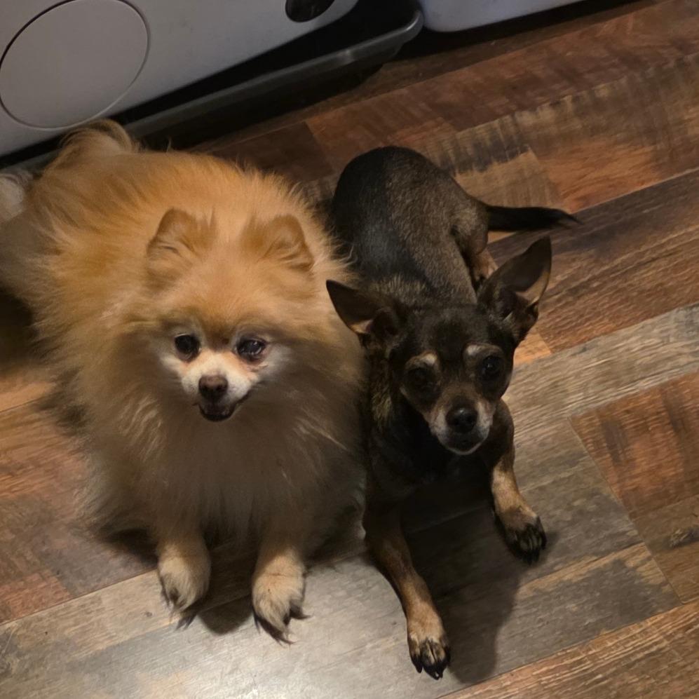 Chloe, Adoptable, Adult Female Chihuahua.