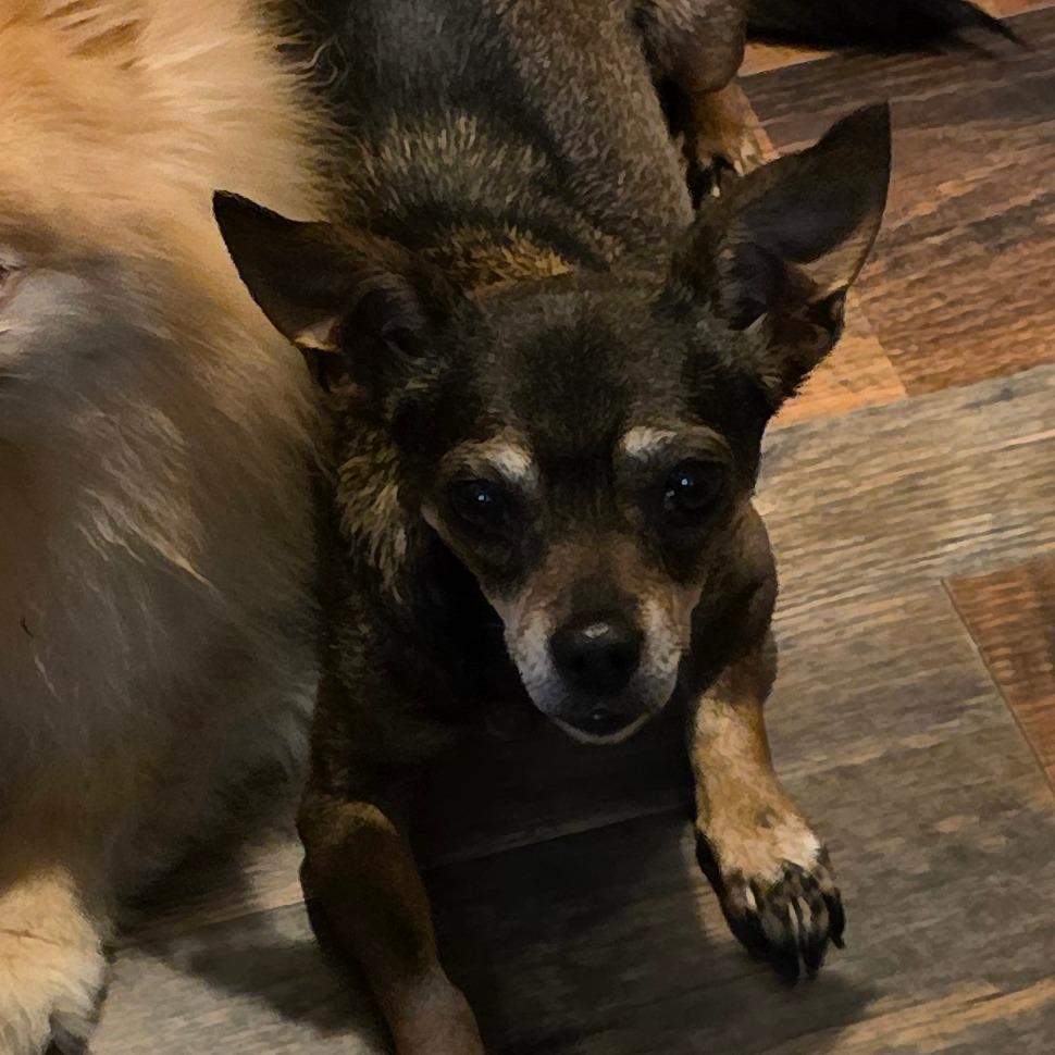 Enlarge Chloe, a Adoptable Chihuahua in Goltry, OK image 2/4