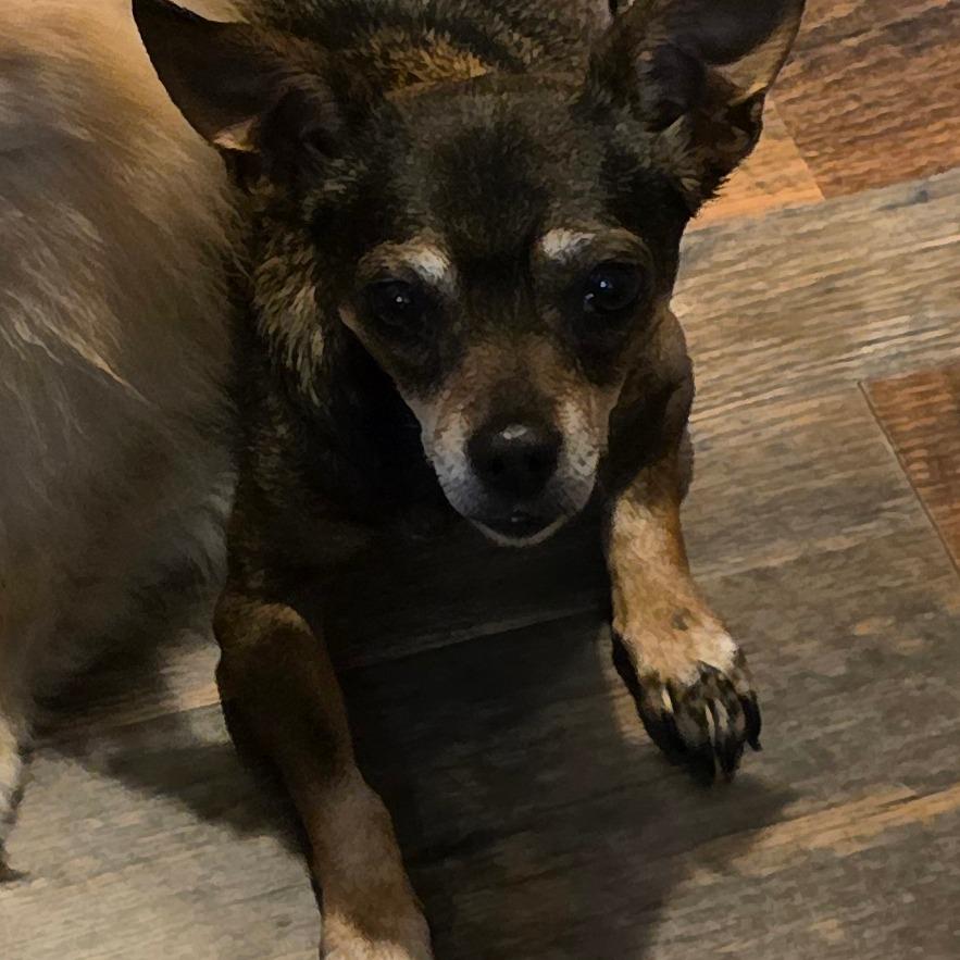 Enlarge Chloe, a Adoptable Chihuahua in Goltry, OK image 3/4