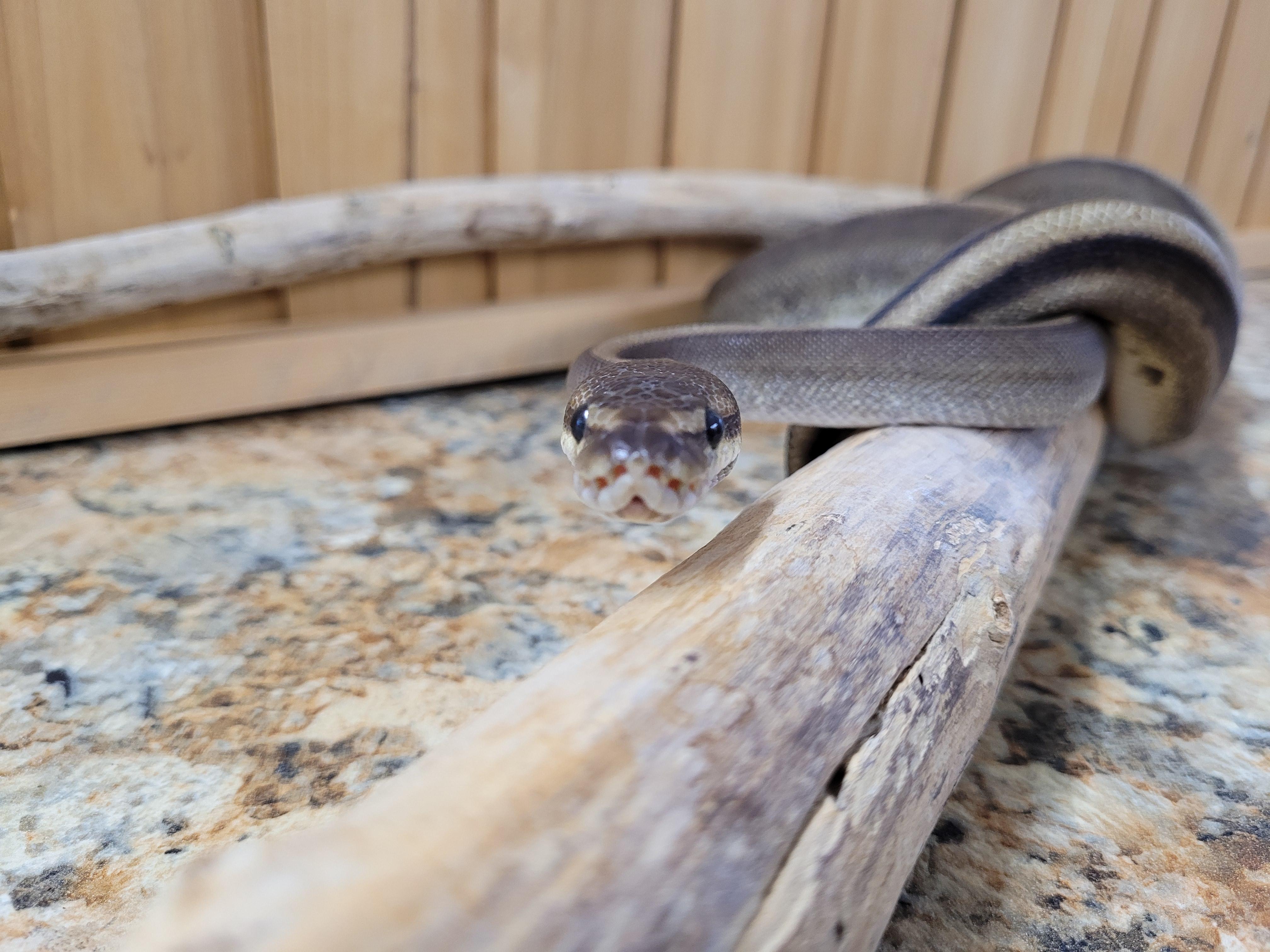 Enlarge Charlie, a Adopted Ball Python in Sheboygan Falls, WI image 2/6