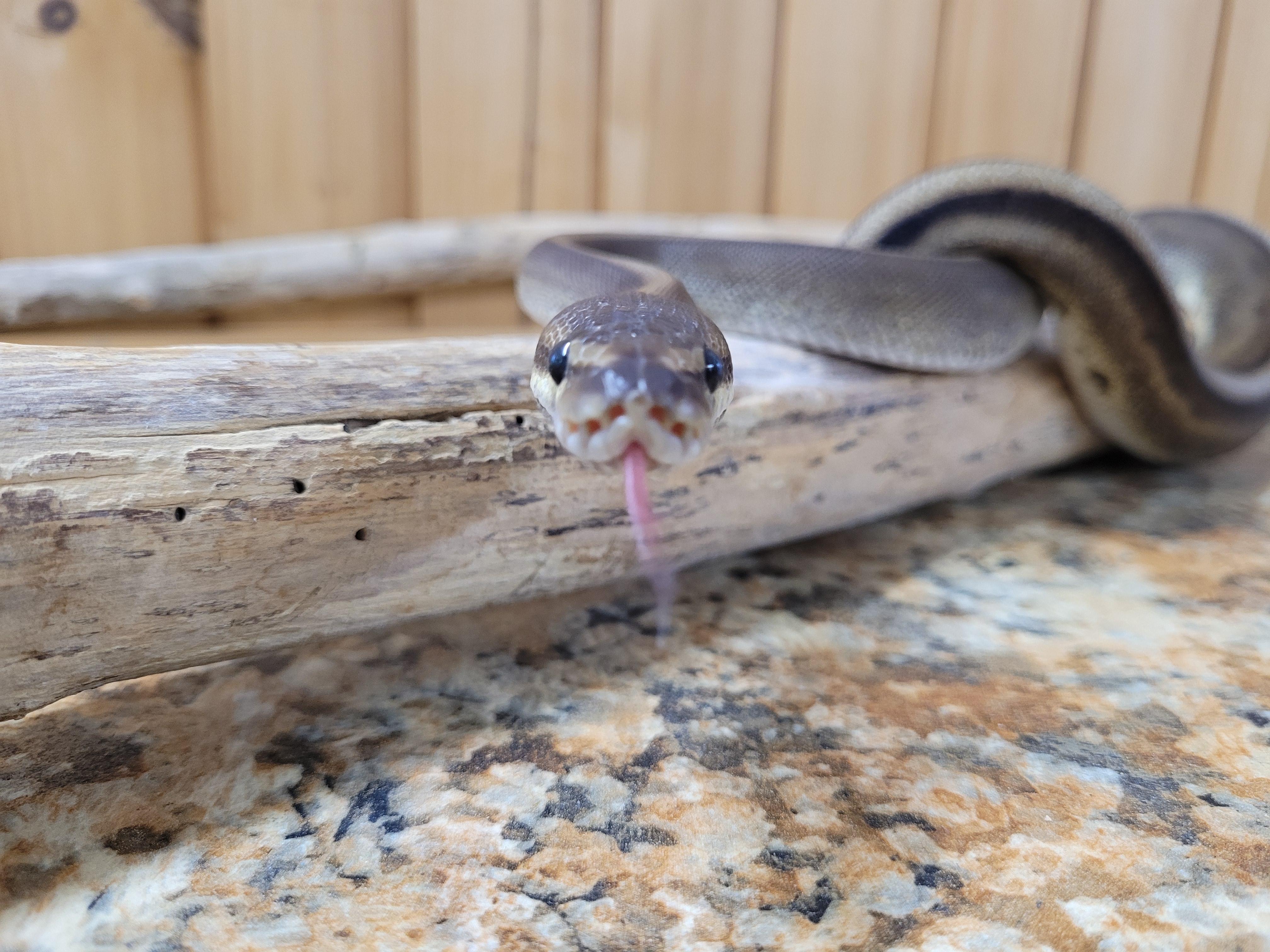 Enlarge Charlie, a Adopted Ball Python in Sheboygan Falls, WI image 5/6